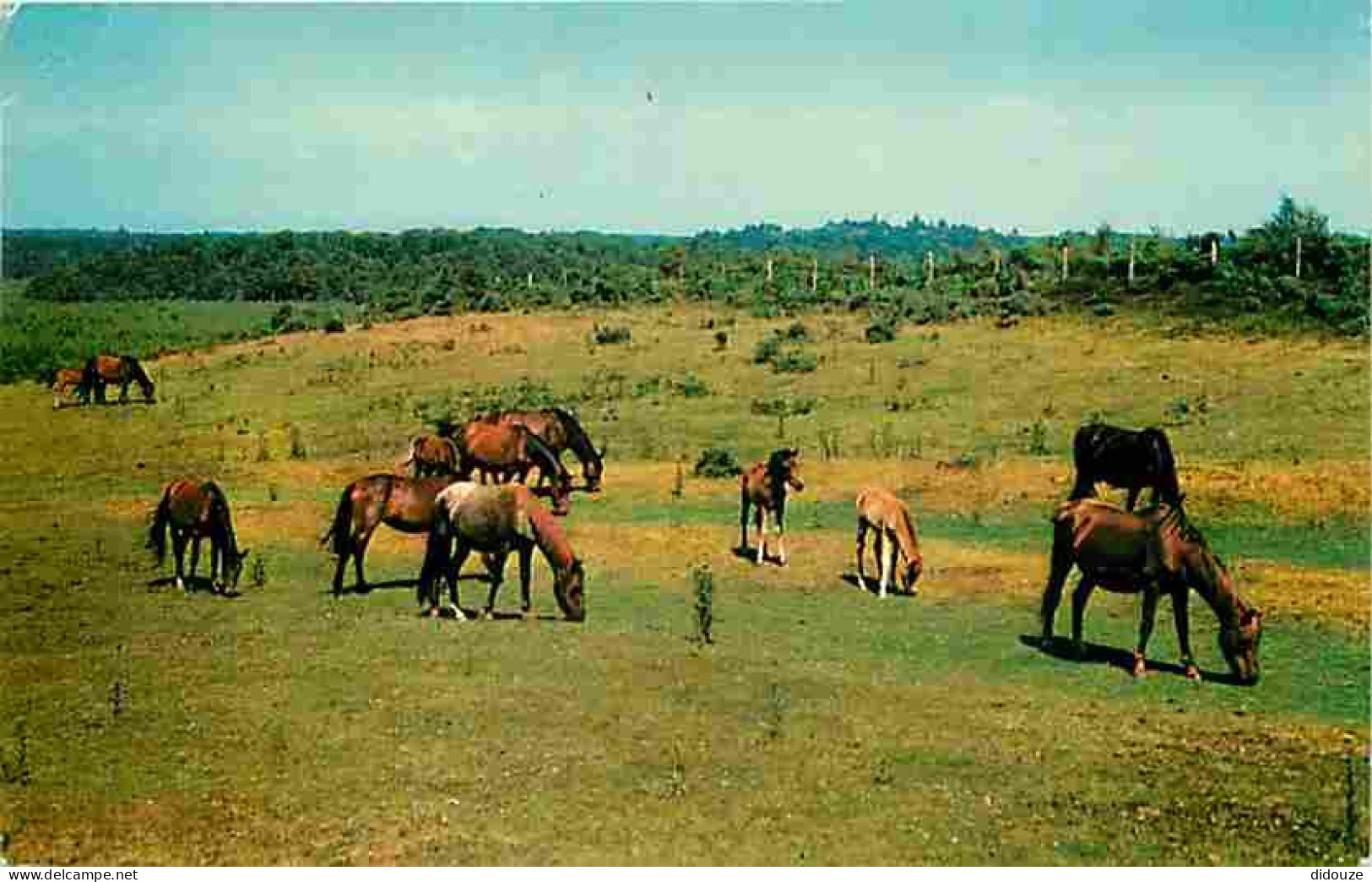 Animaux - Chevaux - New Forest Ponies - Poneys - Voir Scans Recto Verso  - Caballos
