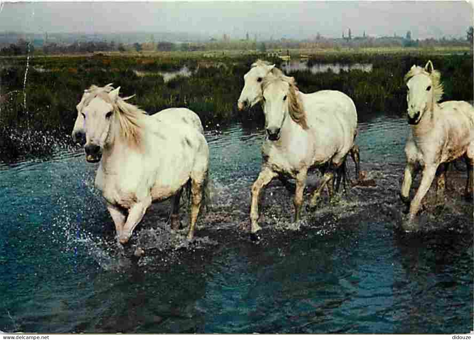 Animaux - Chevaux - Camargue - Camarguais à Travers Les Marais - Etat Pli Visible - Flamme Postale - CPM - Voir Scans Re - Horses