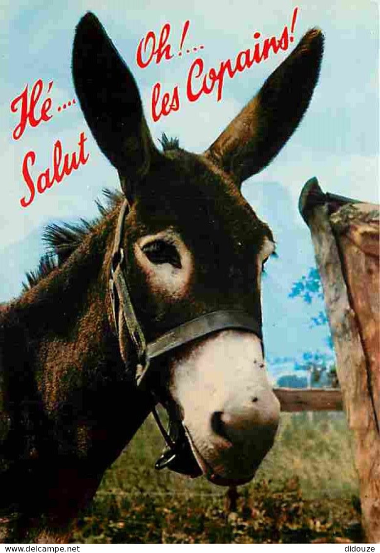 Animaux - Anes - Carte Humoristique - Carte Neuve - CPM - Voir Scans Recto-Verso - Donkeys