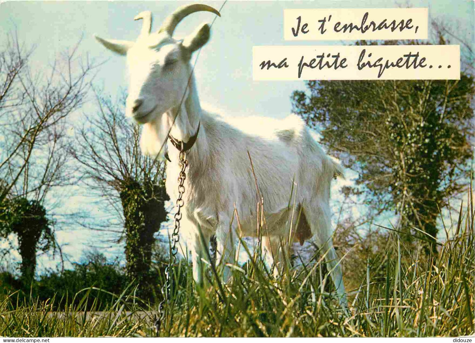 Animaux - Chèvres - Carte à Message Humoristique - CPM - Voir Scans Recto-Verso - Altri & Non Classificati