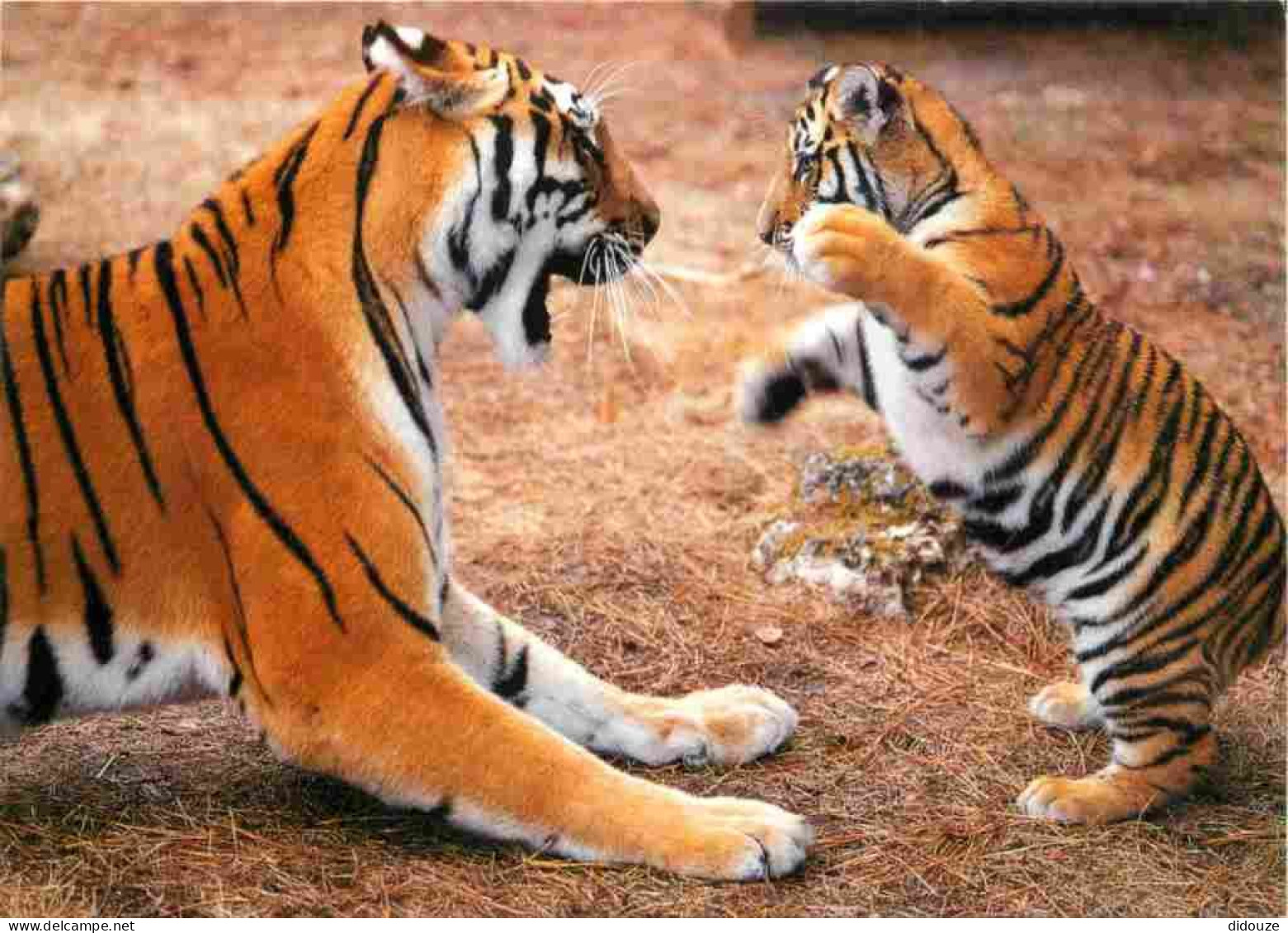 Animaux - Fauves - Tigre - Tigre Et Son Petit - Zoo De La Flèche - CPM - Voir Scans Recto-Verso - Tigri