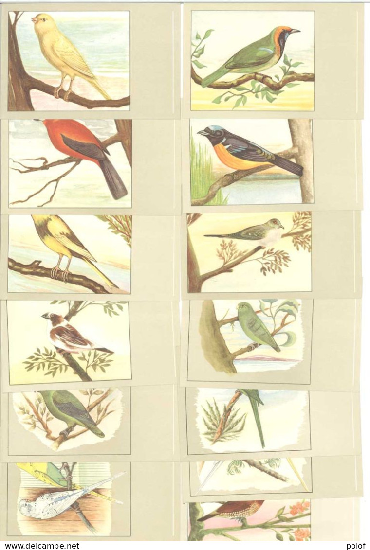 OISEAUX - Lot De 13 Cartes (125386) - Birds