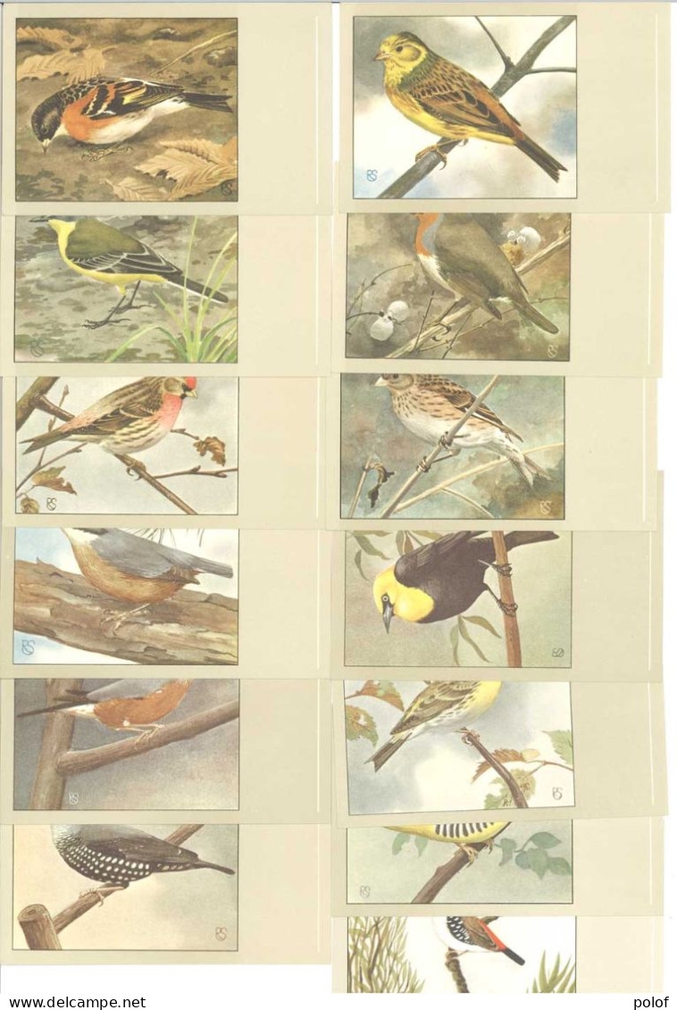 OISEAUX - Lot De 13 Cartes (125387) - Birds