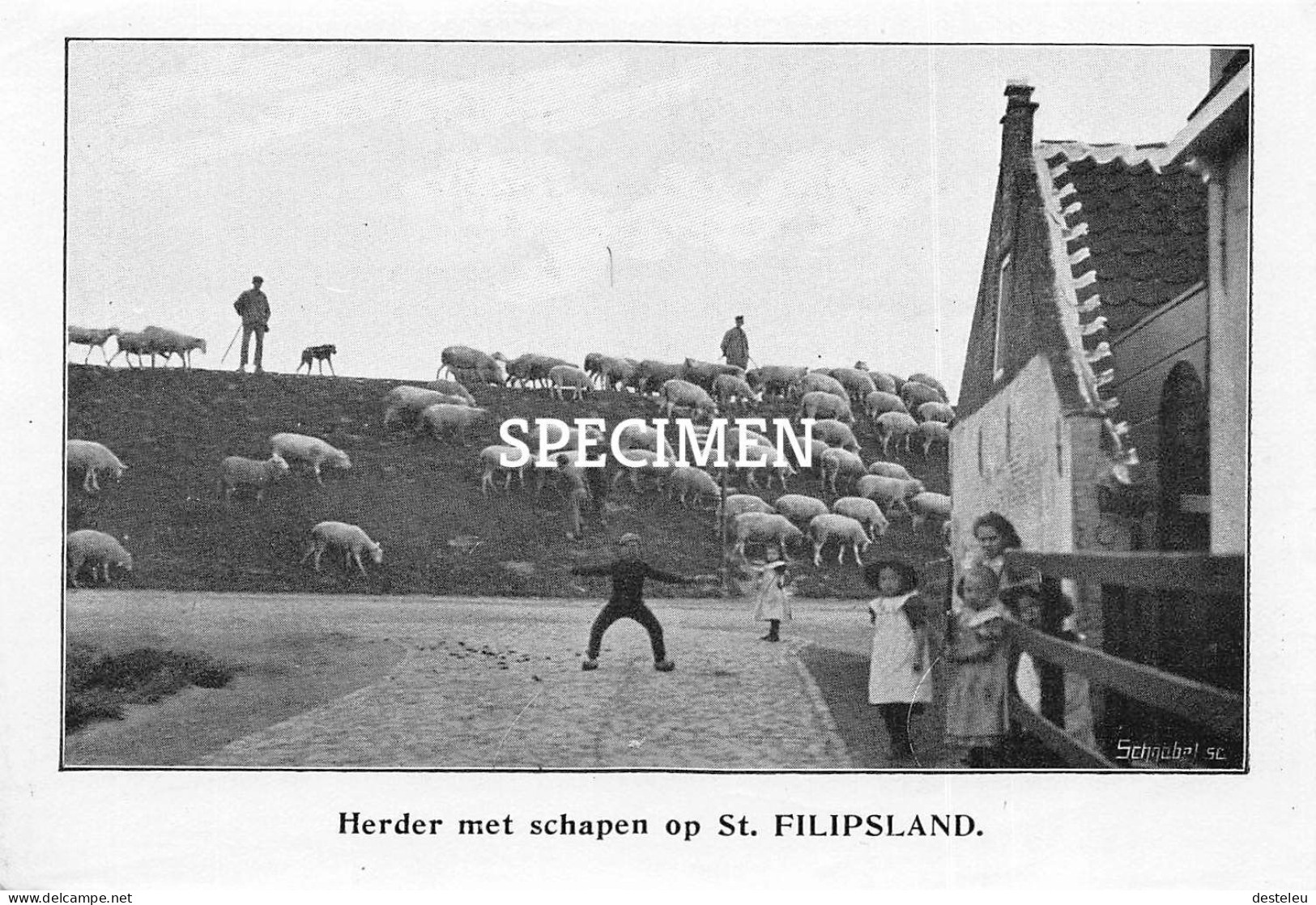 Prent - Herder Met Schapen Op Sint Philipsland - 8.5x12.5 Cm - Tholen