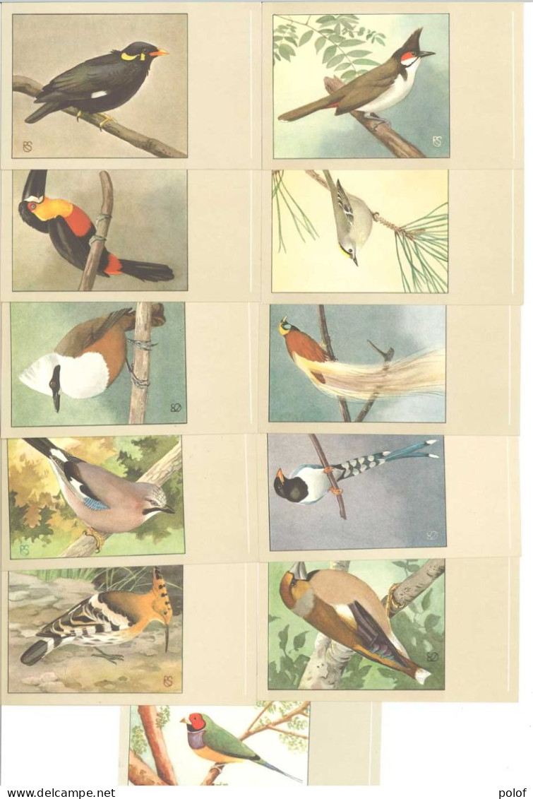 OISEAUX - Lot De 13 Cartes (125388) - Birds