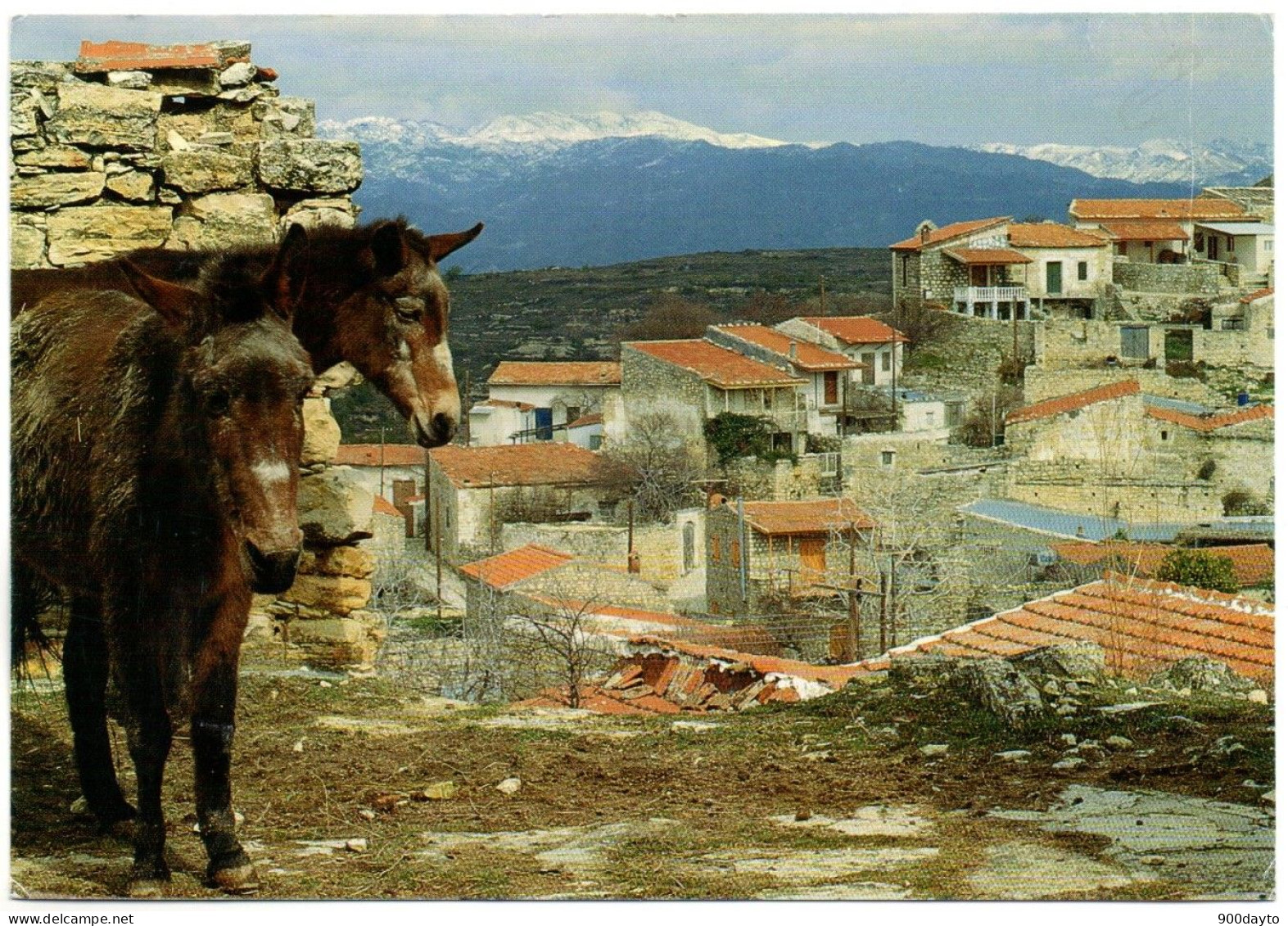 CHYPRE. Lofou Village (ânes). - Cipro