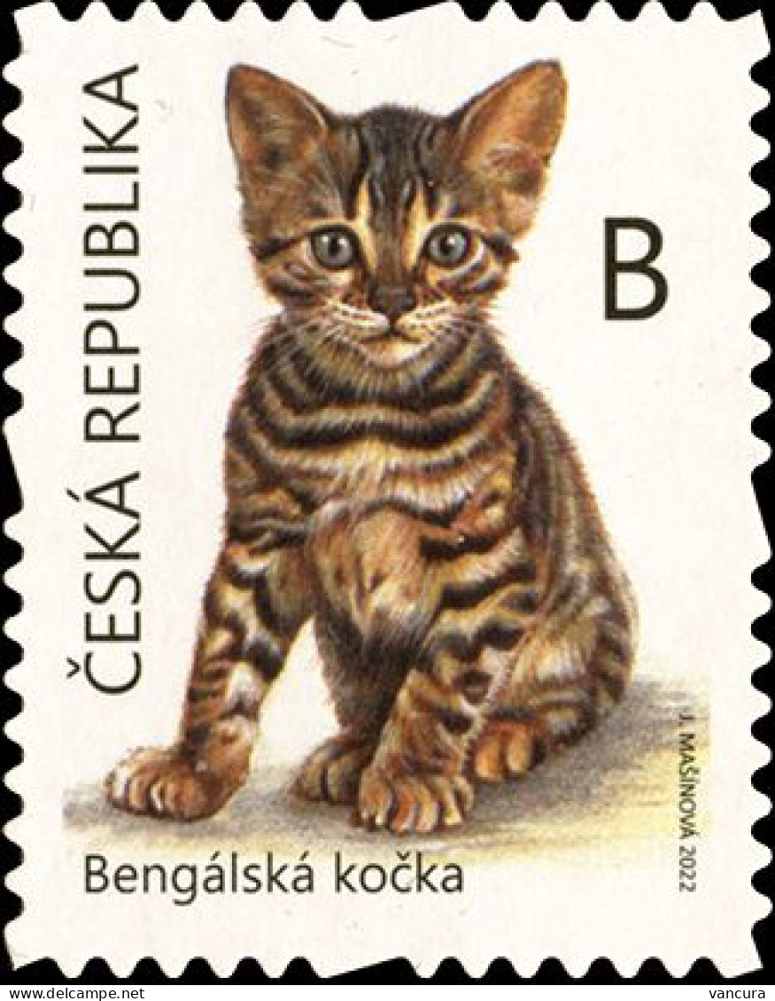 ** 1164 - 5 Czech Republic Kittens 2022 - Domestic Cats