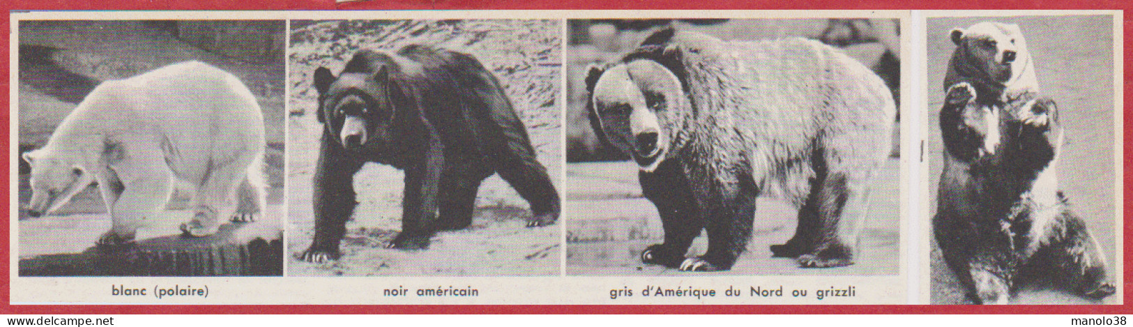 Ours. Ours Blanc, Noir Américain, Grizzli, Brun. Larousse 1960. - Historische Dokumente