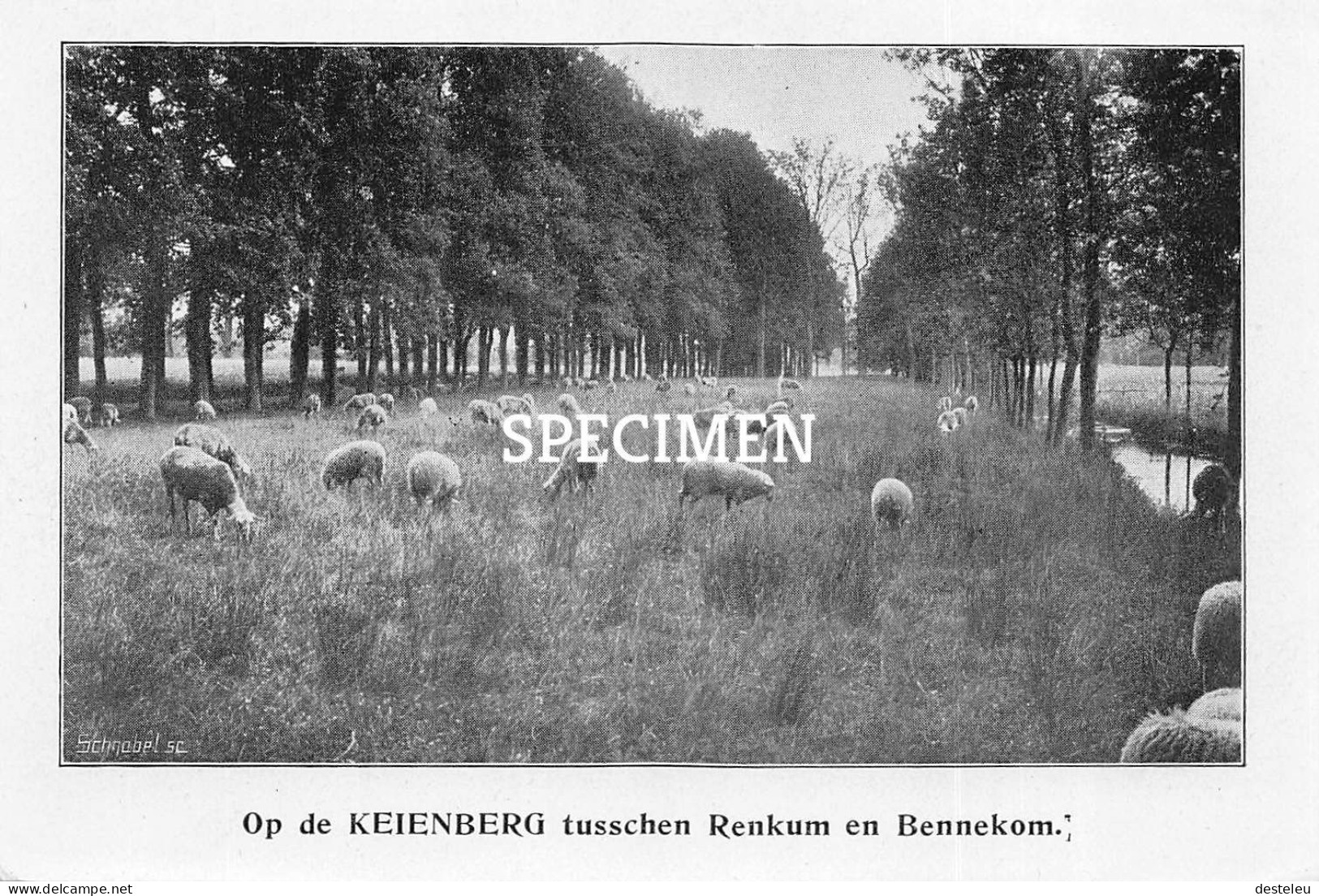 Prent - Op De Keienberg Tusschen Renkum En Bennekom - 8.5x12.5 Cm - Autres & Non Classés