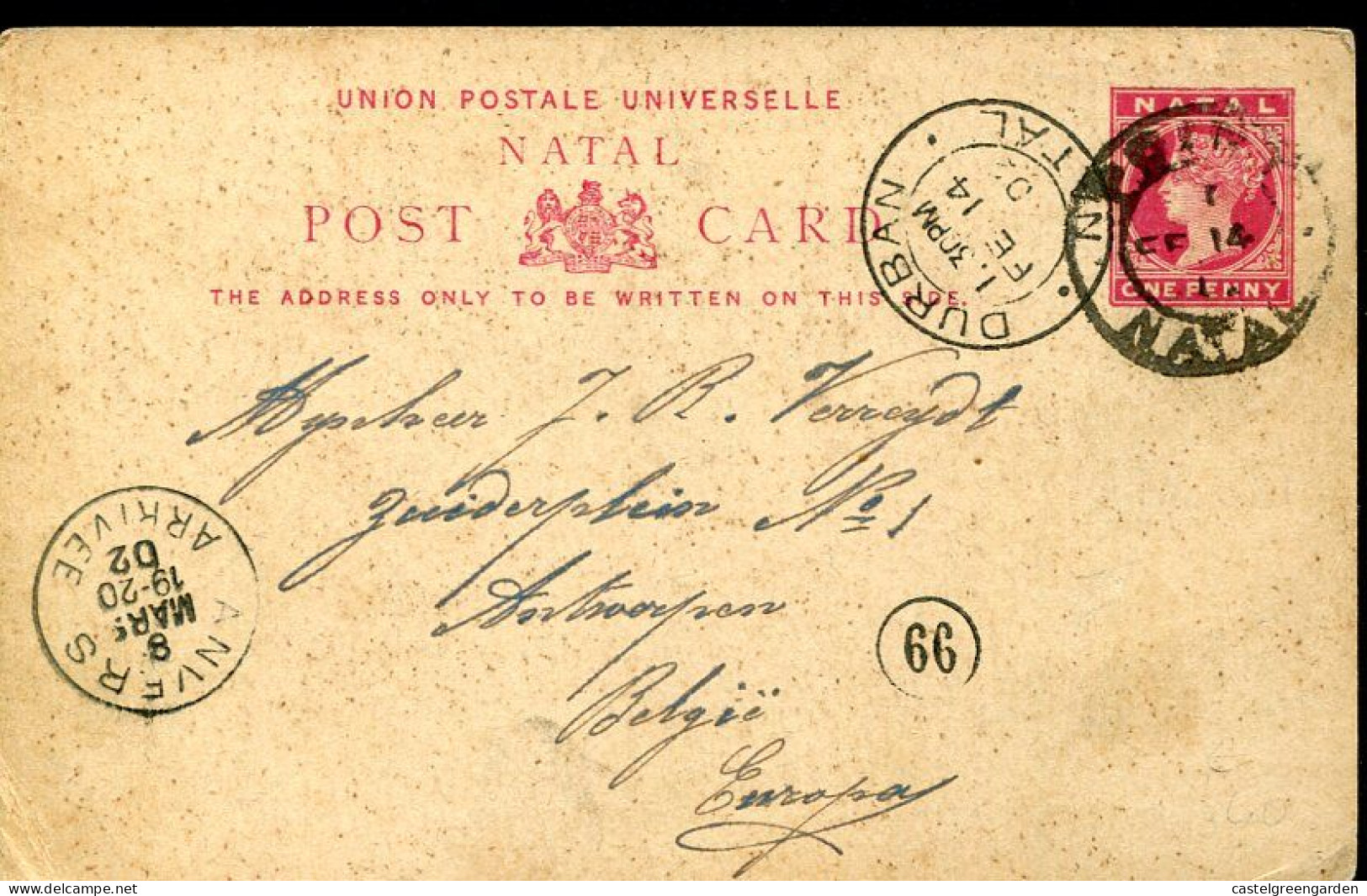 X0554 Natal(south Africa)stationert Card Circuled 1902 To Belgium,Kraal African Livestock,Naval Gun, - Natal (1857-1909)