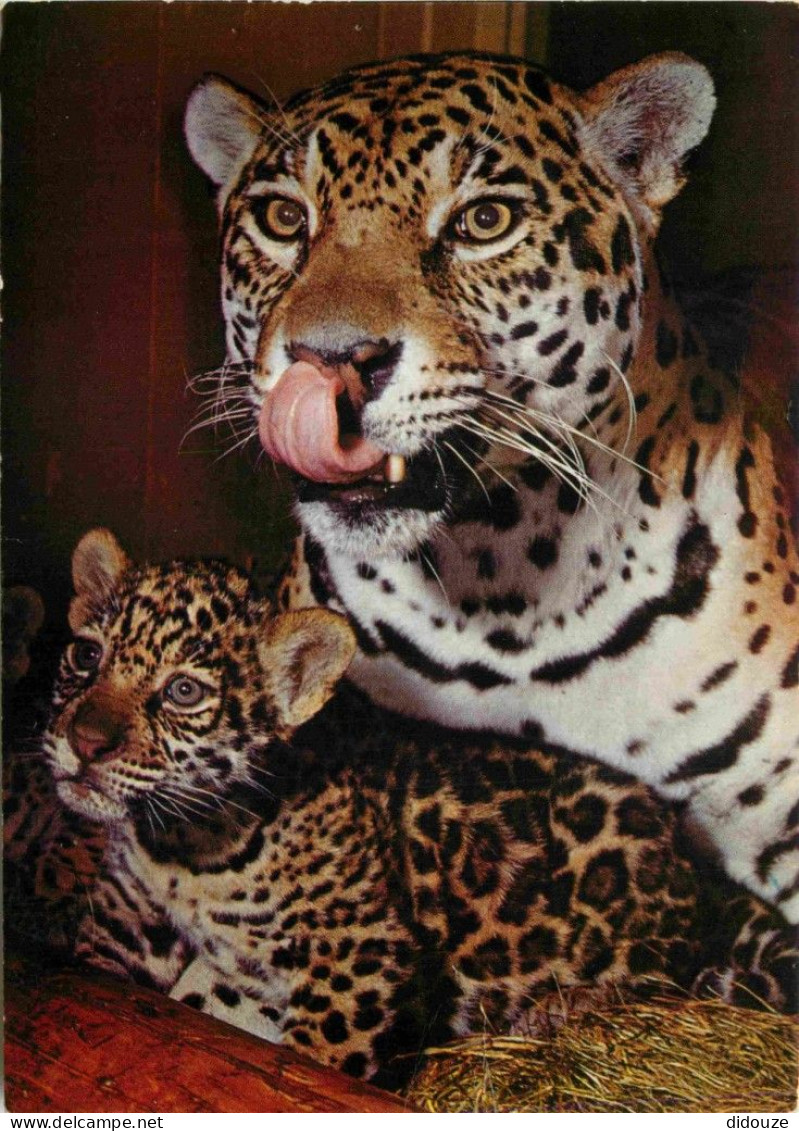 Animaux - Fauves - Jaguar - Munchener Tierparf Hellabrunn - Jaguarin Mit ]ungem - Zoo - CPM - Carte Neuve - Voir Scans R - Autres & Non Classés