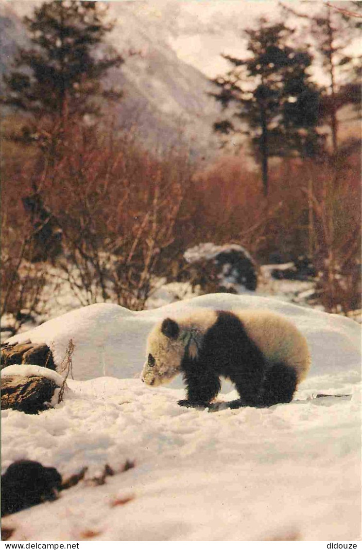 Animaux - Panda - Giant Panda - Chine - China - CPM - Carte Neuve - Voir Scans Recto-Verso - Altri & Non Classificati