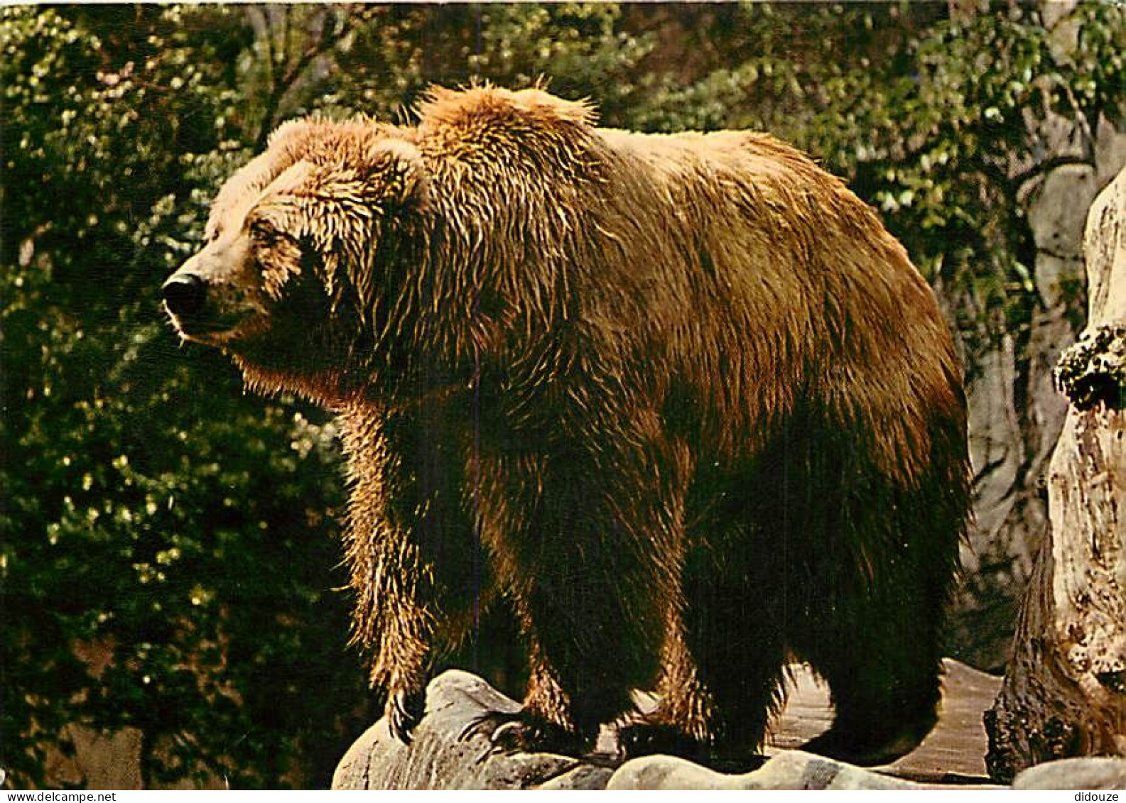 Animaux - Ours - Kodiak Bear - Bear - CPM - Voir Scans Recto-Verso - Ours