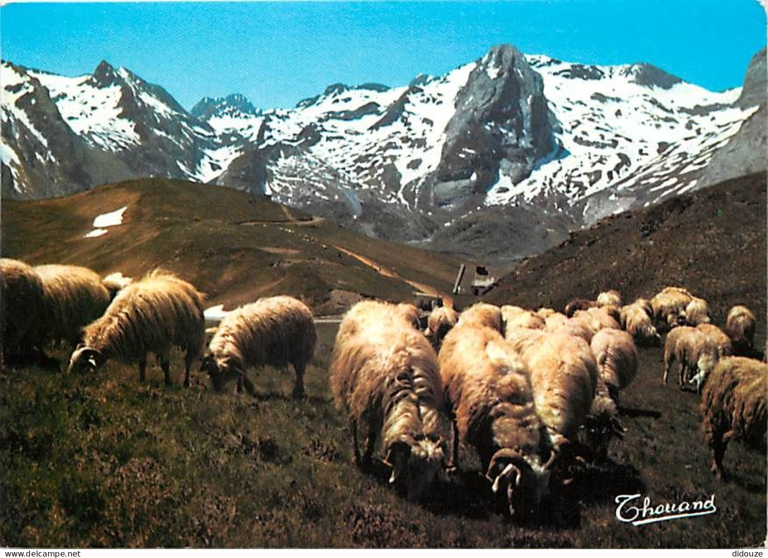 Animaux - Moutons - Pyrénées - Moutons Ou Col D'Aubisque (Alt. 1704 M.) - CPM - Voir Scans Recto-Verso - Otros & Sin Clasificación