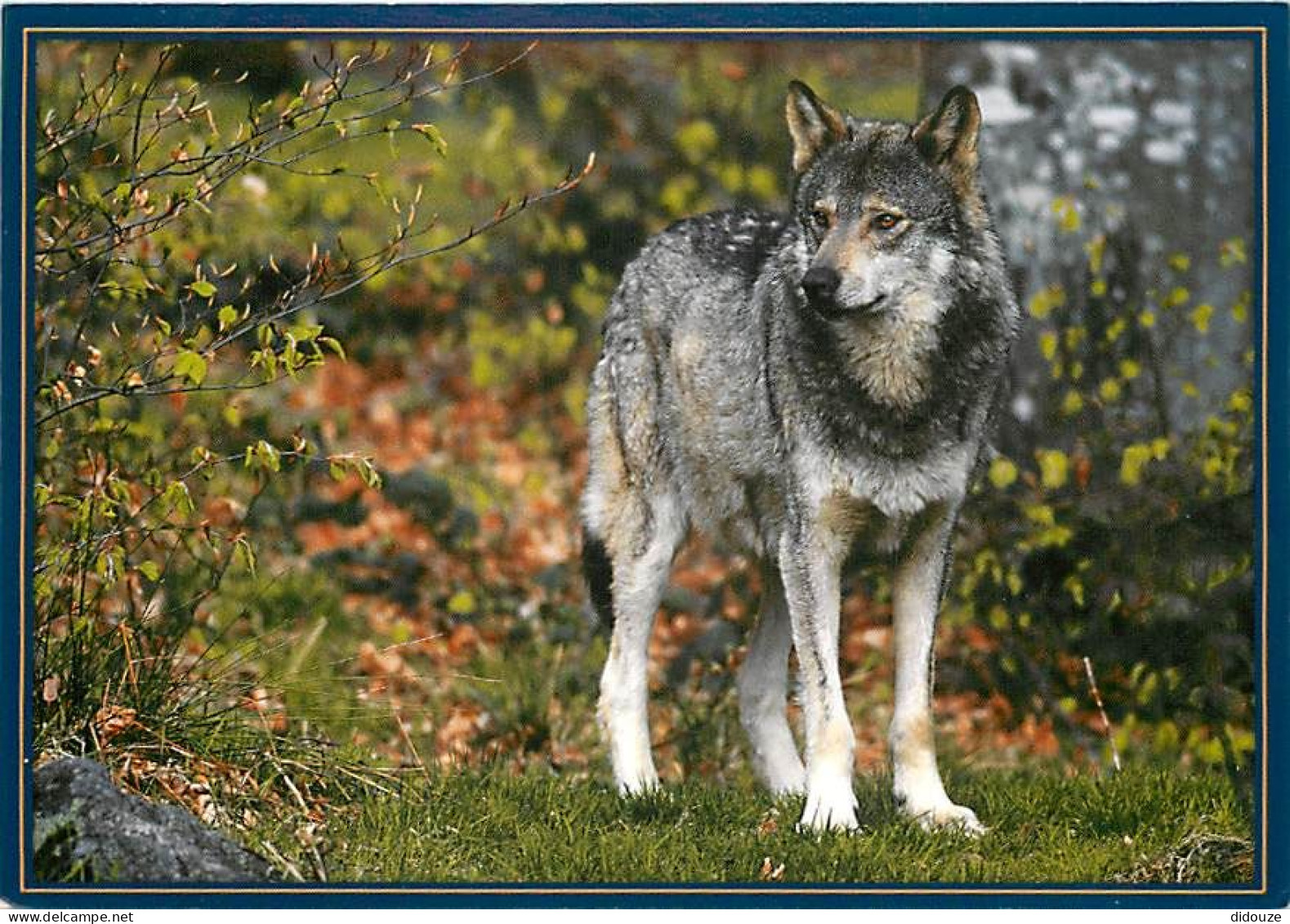 Animaux - Loups - Wolf - Lobo - CPM - Carte Neuve - Voir Scans Recto-Verso - Sonstige & Ohne Zuordnung