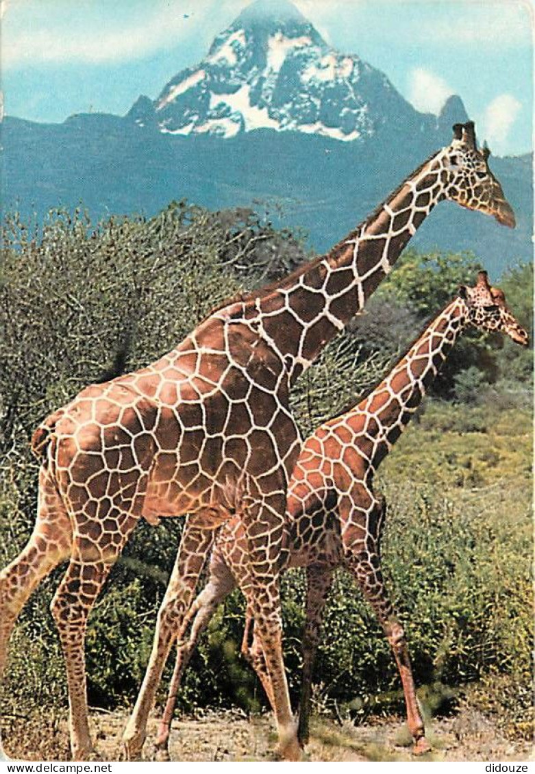 Animaux - Girafes - Kensta Wildlife Series - Reticulated Giraffe - Girafe Réticulée - CPM - Voir Scans Recto-Verso - Girafes