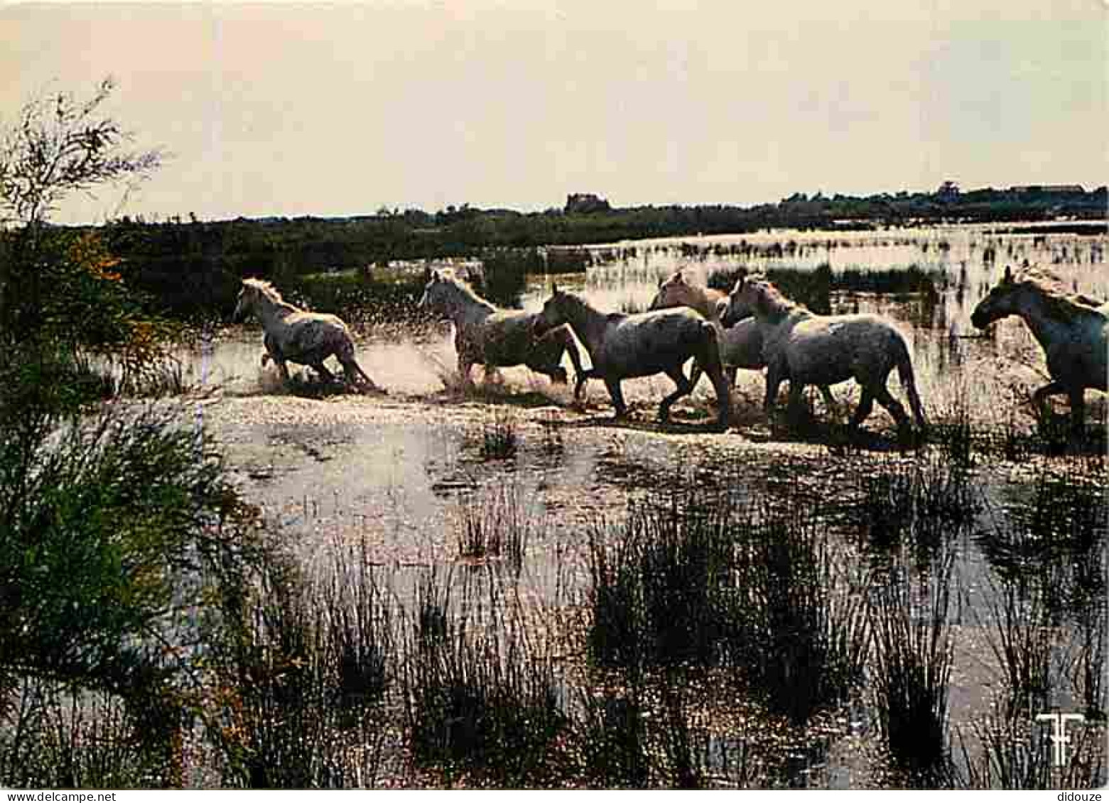 Animaux - Chevaux - Camargue - Chevaux Camarguais Dans Les Marais - CPM - Voir Scans Recto-Verso - Paarden