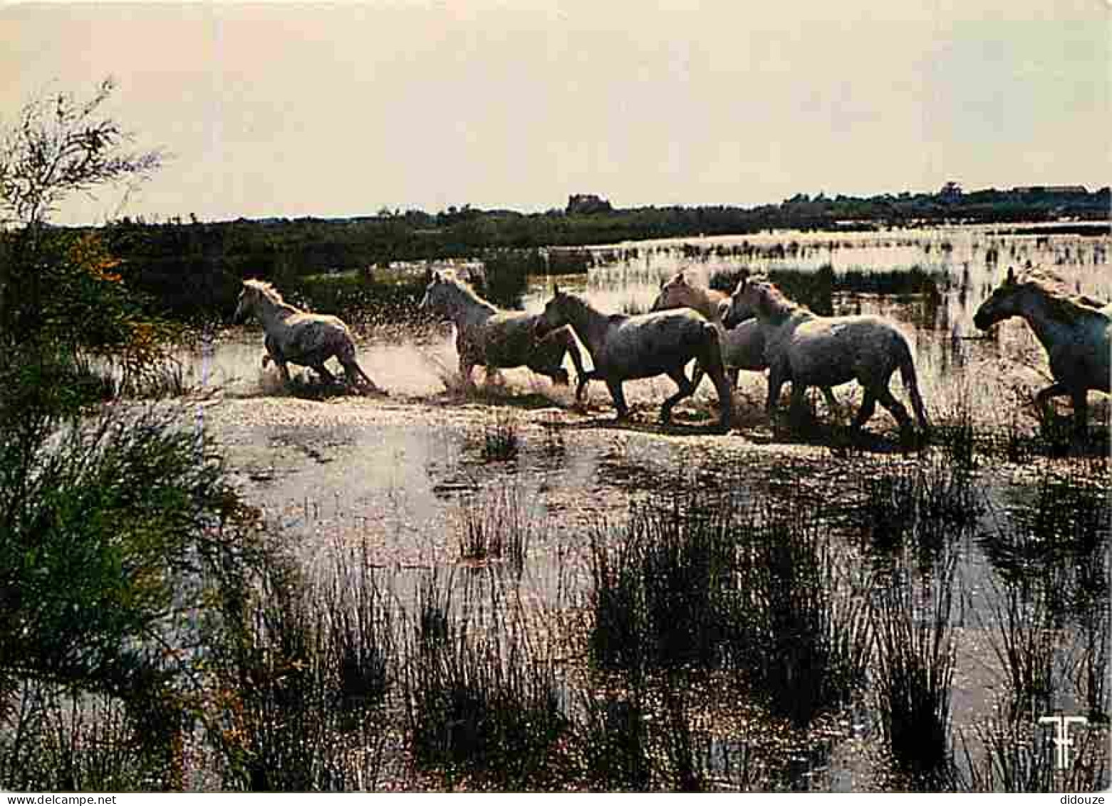 Animaux - Chevaux - Camargue - Chevaux Camarguais Dans Les Marais - CPM - Voir Scans Recto-Verso - Chevaux