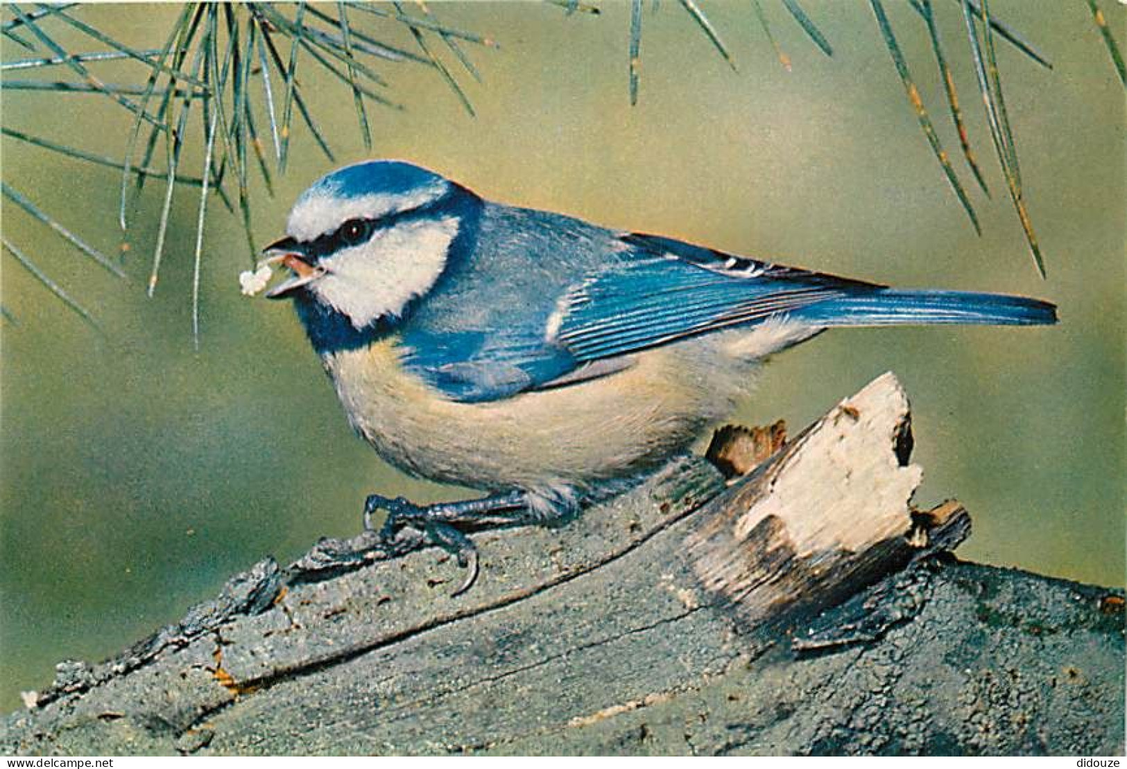 Animaux - Oiseaux - Mésange Bleue - Carte Neuve - CPM - Voir Scans Recto-Verso - Vögel