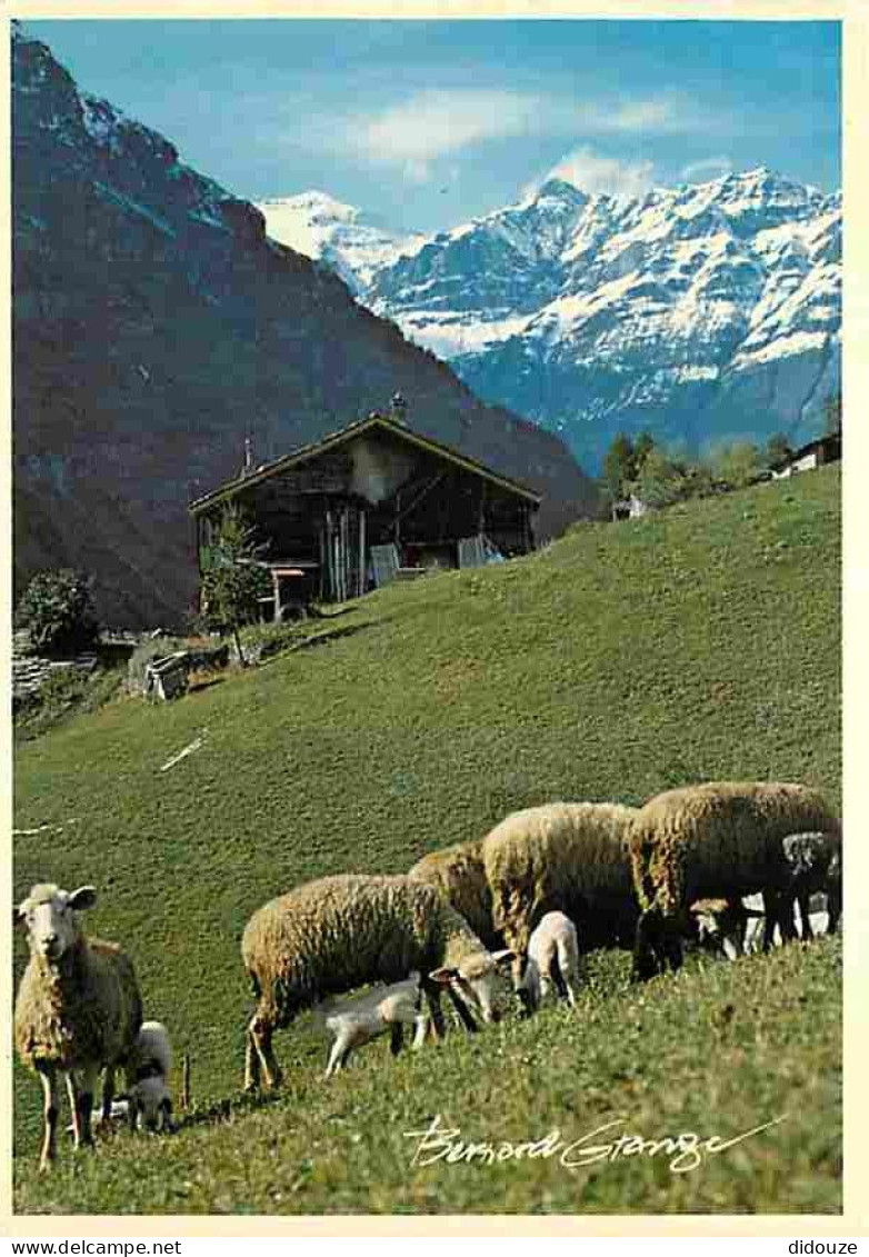 Animaux - Moutons - CPM - Voir Scans Recto-Verso - Sonstige & Ohne Zuordnung