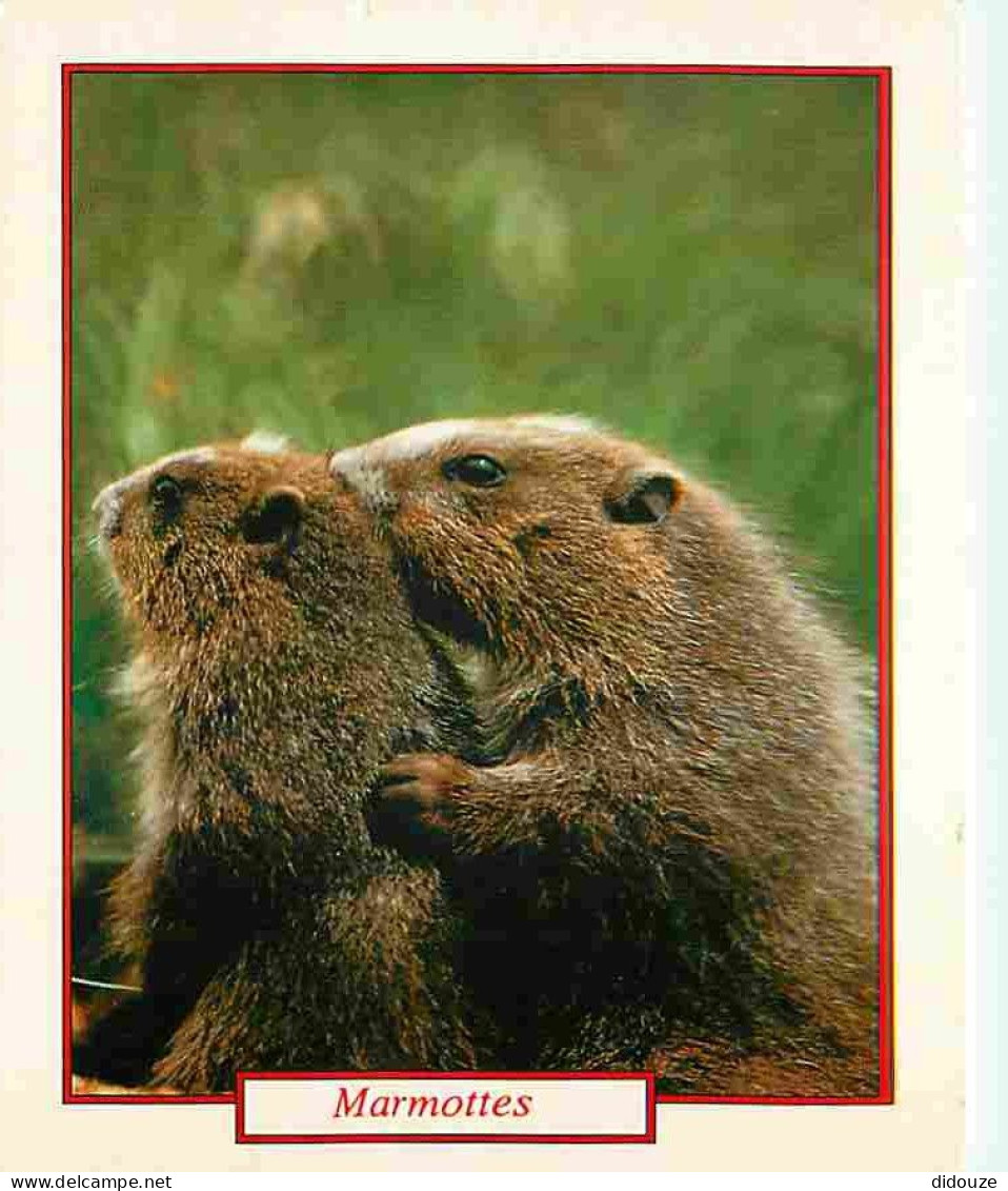 Animaux - Marmottes - CPM - Voir Scans Recto-Verso - Autres & Non Classés