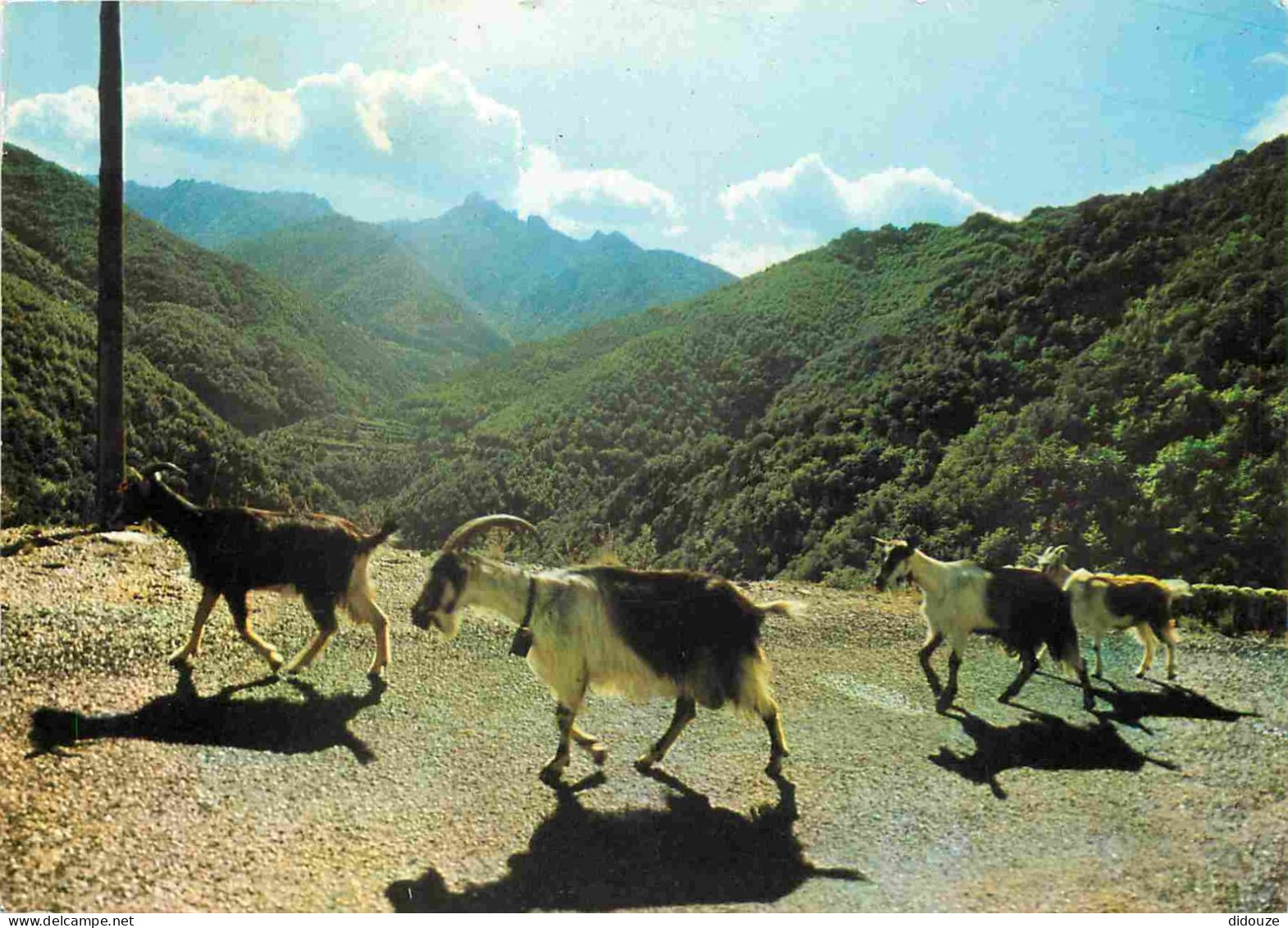 Animaux - Chèvres - Environs D'Amélie Les Bains - Troupeau De Chèvres Sur La Route De Montalba - Au Loin Le Roc St Sauve - Sonstige & Ohne Zuordnung