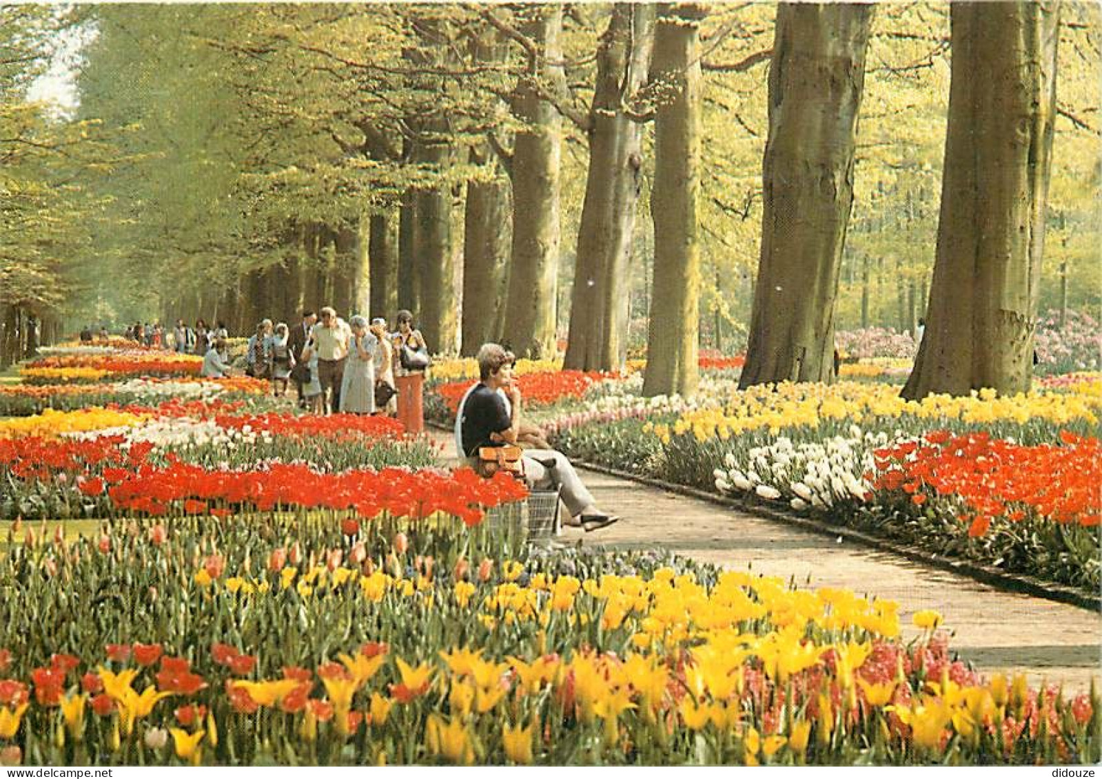 Pays-Bas - Nederland - Lisse - Keukenhof - Fleurs - CPM - Voir Scans Recto-Verso - Lisse