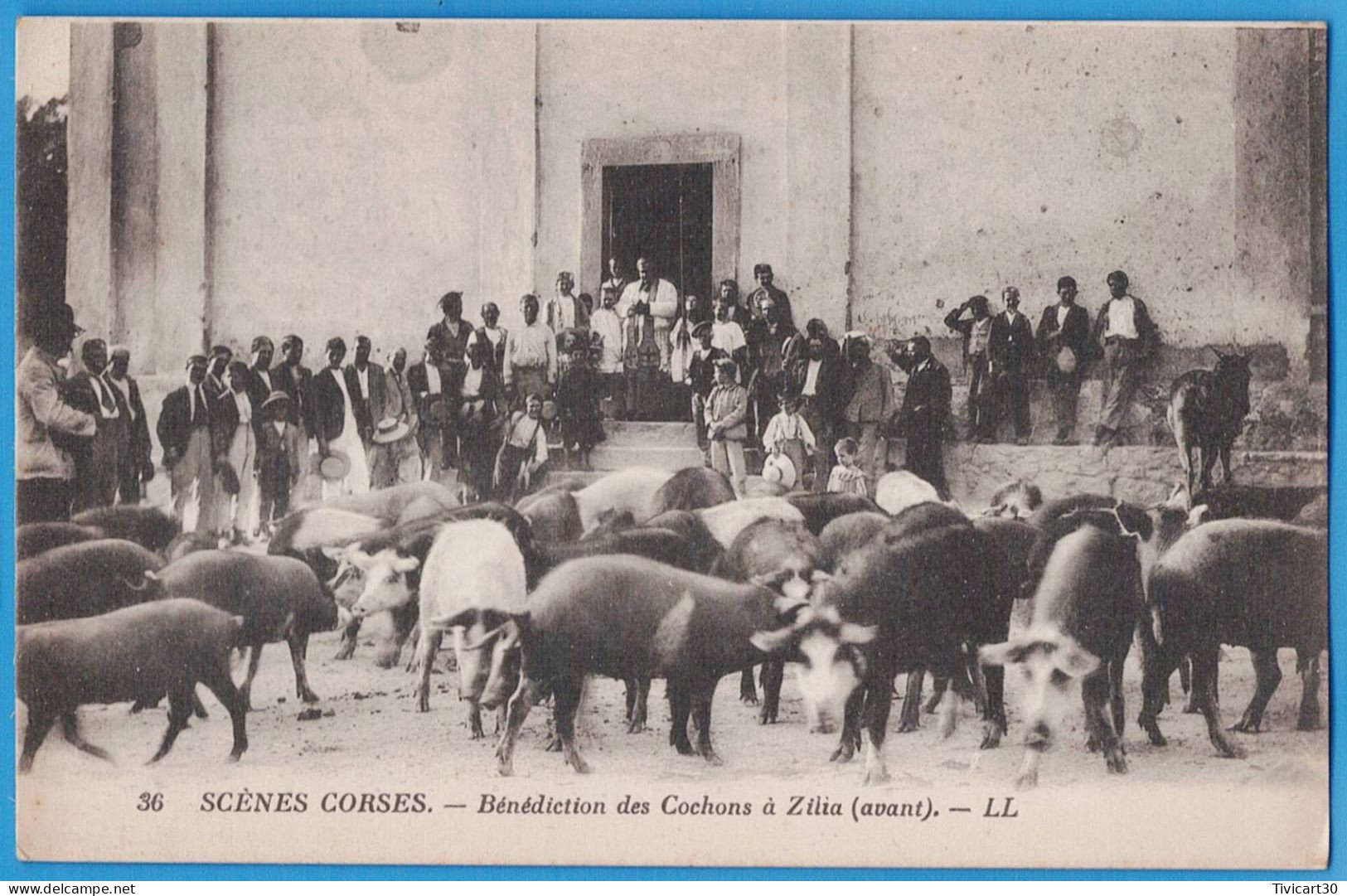 CPA CORSE (20) - SCENES CORSES - BENEDICTION DES COCHONS A ZILIA - Autres & Non Classés