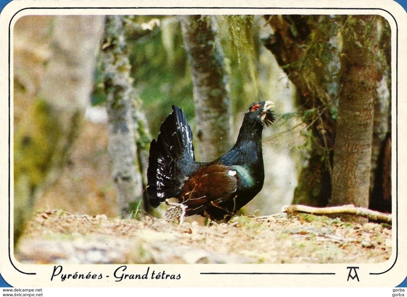 *CPM  - Grand Tétras Des Pyrénées - Oiseaux