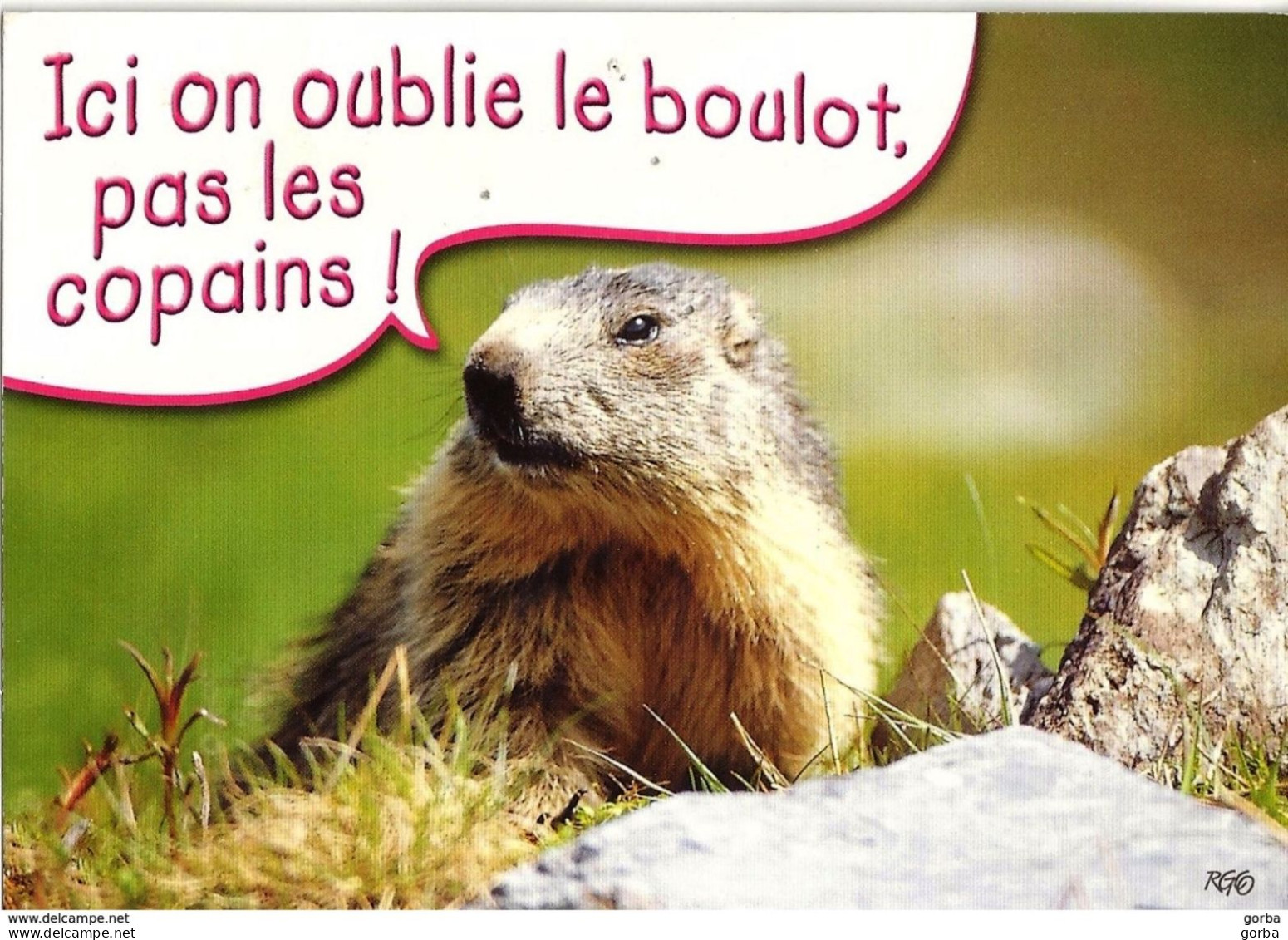 *CPM - Marmotte, Ici On Oublie Le Boulot Pas Les Copains - Autres & Non Classés