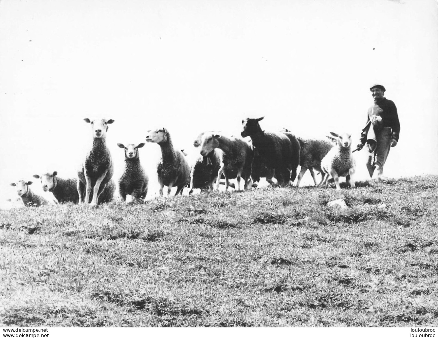 BERGER ET SON TROUPEAU AGRICULTURE ELEVAGE PHOTO ORIGINALE  24 X 18 CM - Berufe