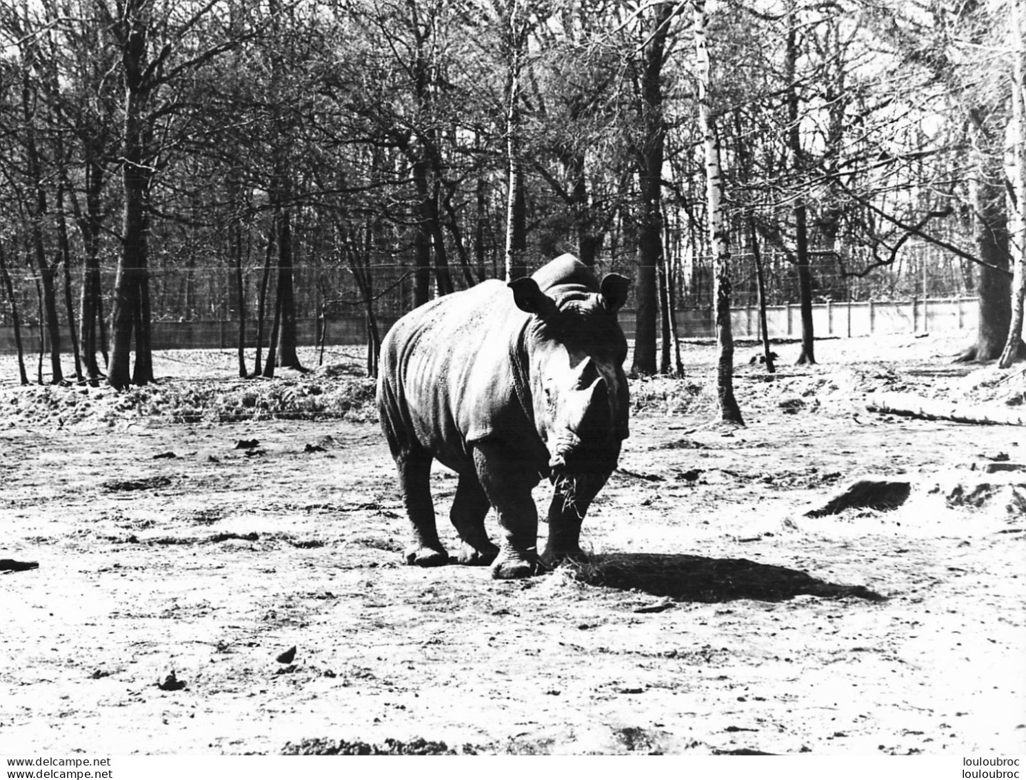 RHINOCEROS  GRANDE PHOTO ORIGINALE 24 X 18 CM - Rhinocéros