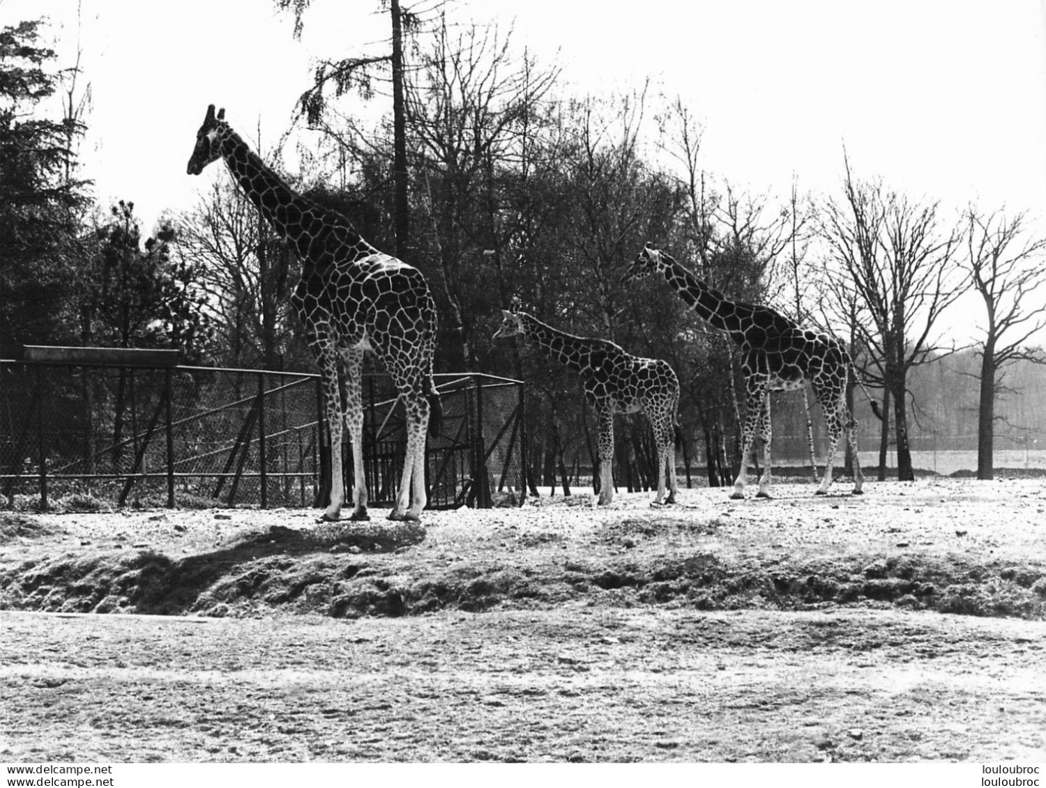 GIRAFES  GRANDE PHOTO ORIGINALE 24 X 18 CM R2 - Giraffe