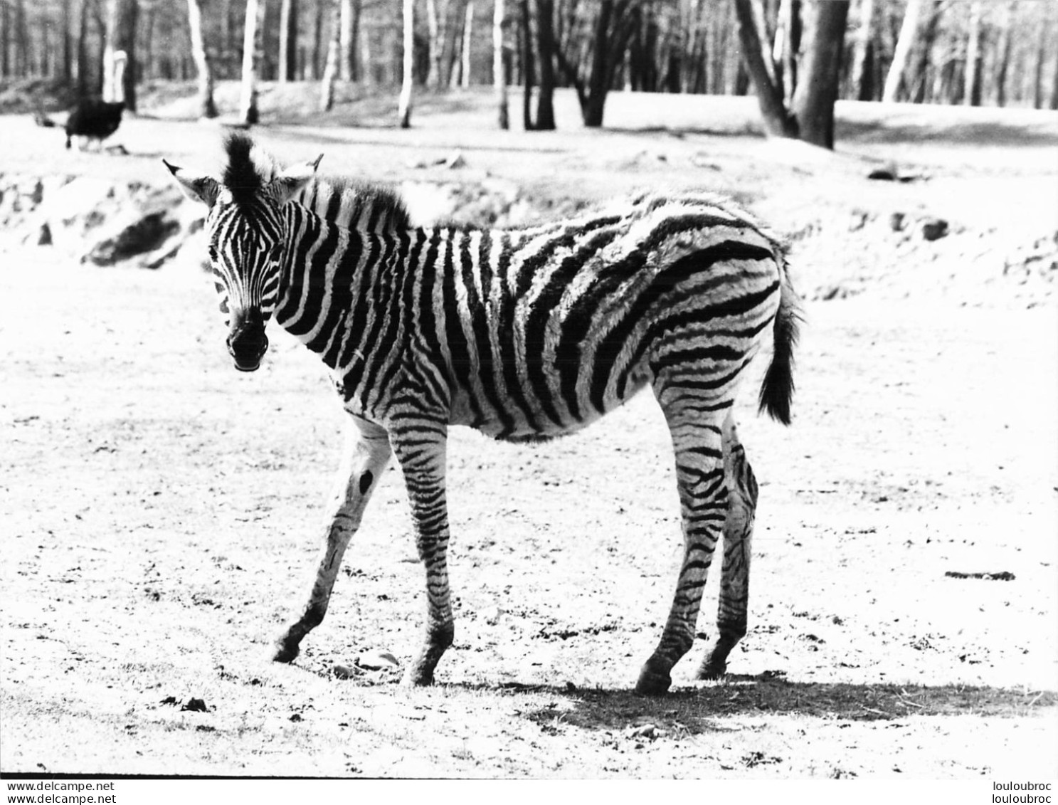 ZEBRE GRANDE PHOTO ORIGINALE 24 X 18 CM - Zebra's