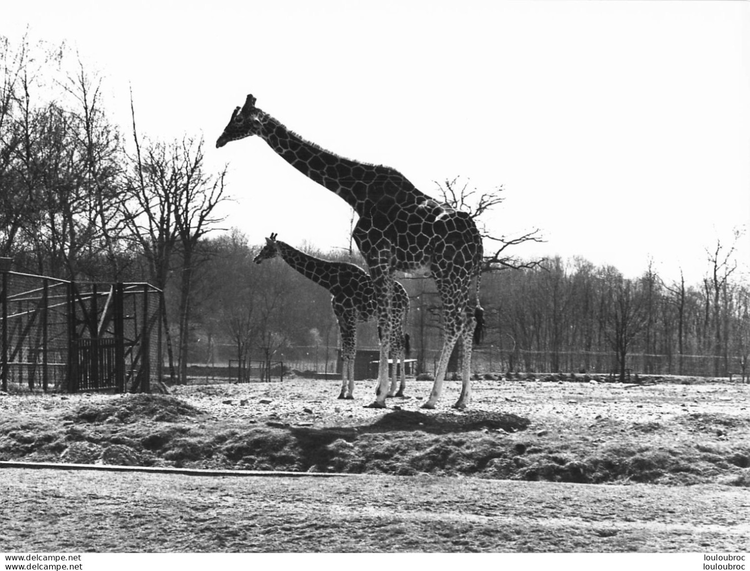 GIRAFES  GRANDE PHOTO ORIGINALE 24 X 18 CM R1 - Giraffen