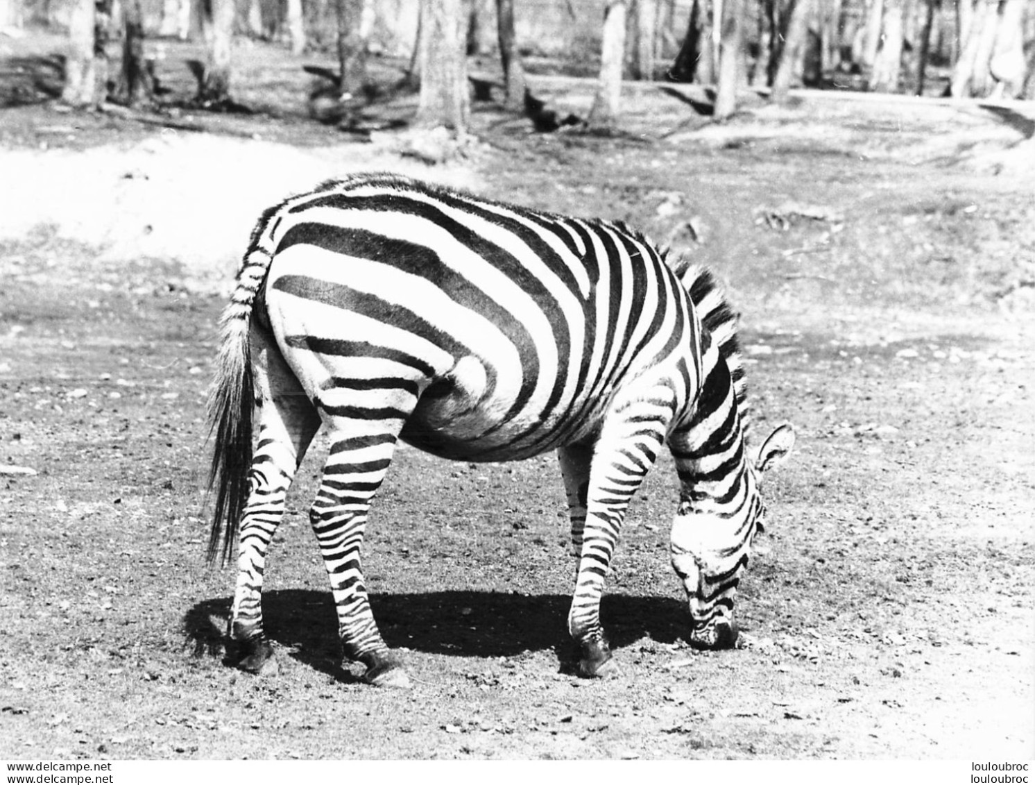ZEBRE GRANDE PHOTO ORIGINALE 24 X 18 CM R1 - Zebre