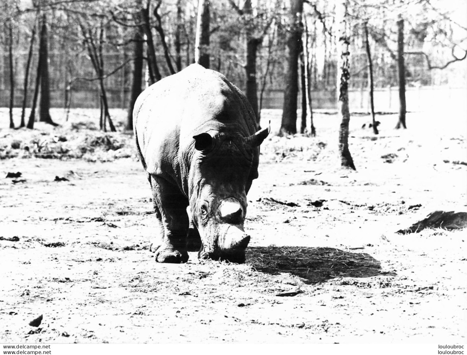 RHINOCEROS  GRANDE PHOTO ORIGINALE 24 X 18 CM R1 - Rinoceronte