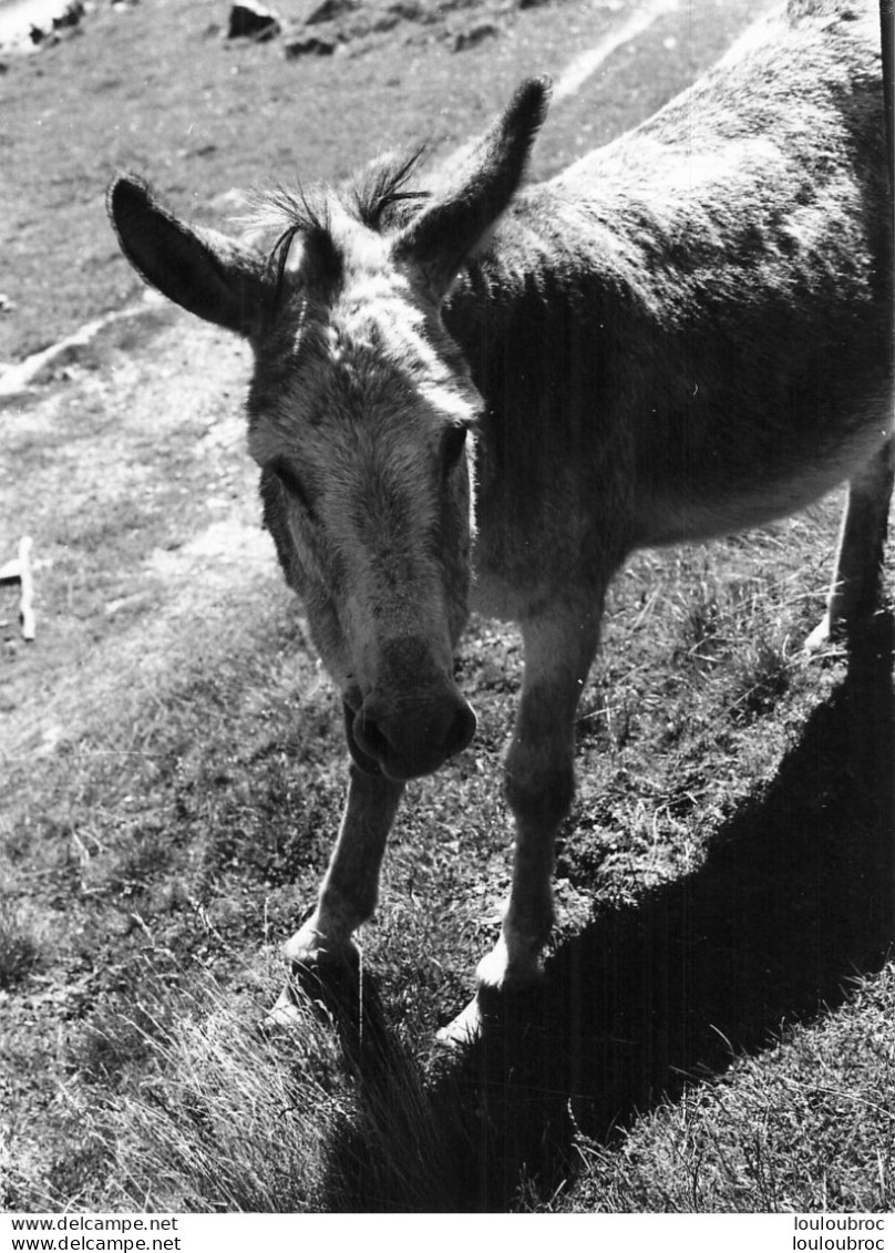 ANE GRANDE PHOTO ORIGINALE 24 X 18 CM - Donkeys