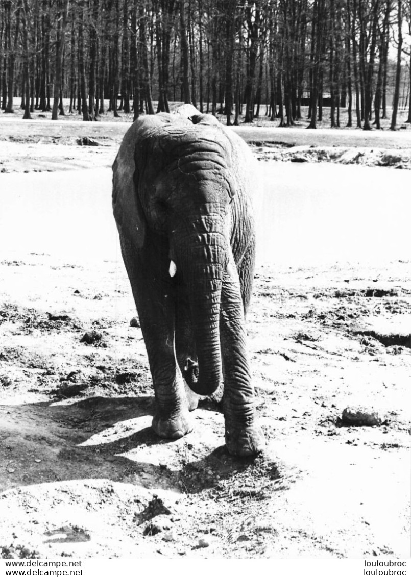 ELEPHANT  GRANDE PHOTO ORIGINALE 24 X 18 CM R1 - Giraffen