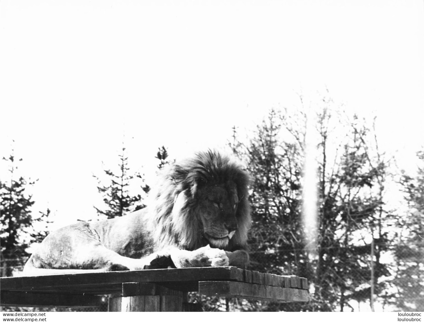 LION   GRANDE PHOTO ORIGINALE 24 X 18 CM R1 - Leeuwen