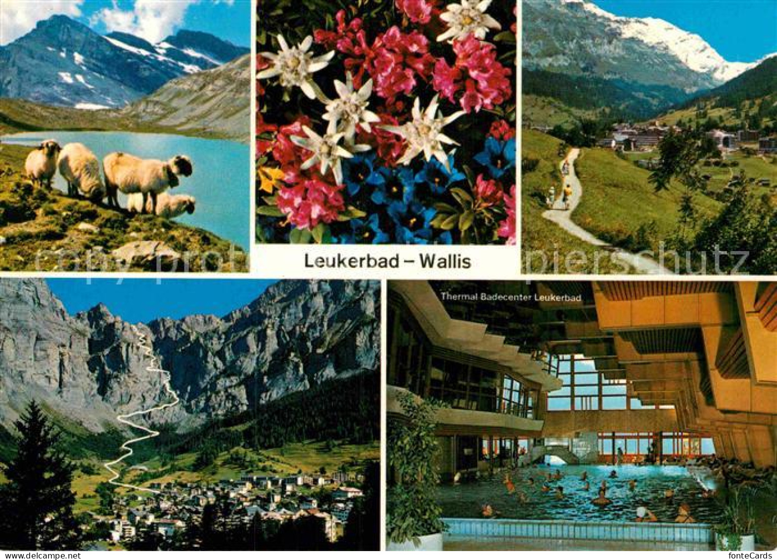 12880127 Leukerbad Daubensee Schafe Alpenblumen Balmhorn Gemmipass Thermalbadece - Sonstige & Ohne Zuordnung
