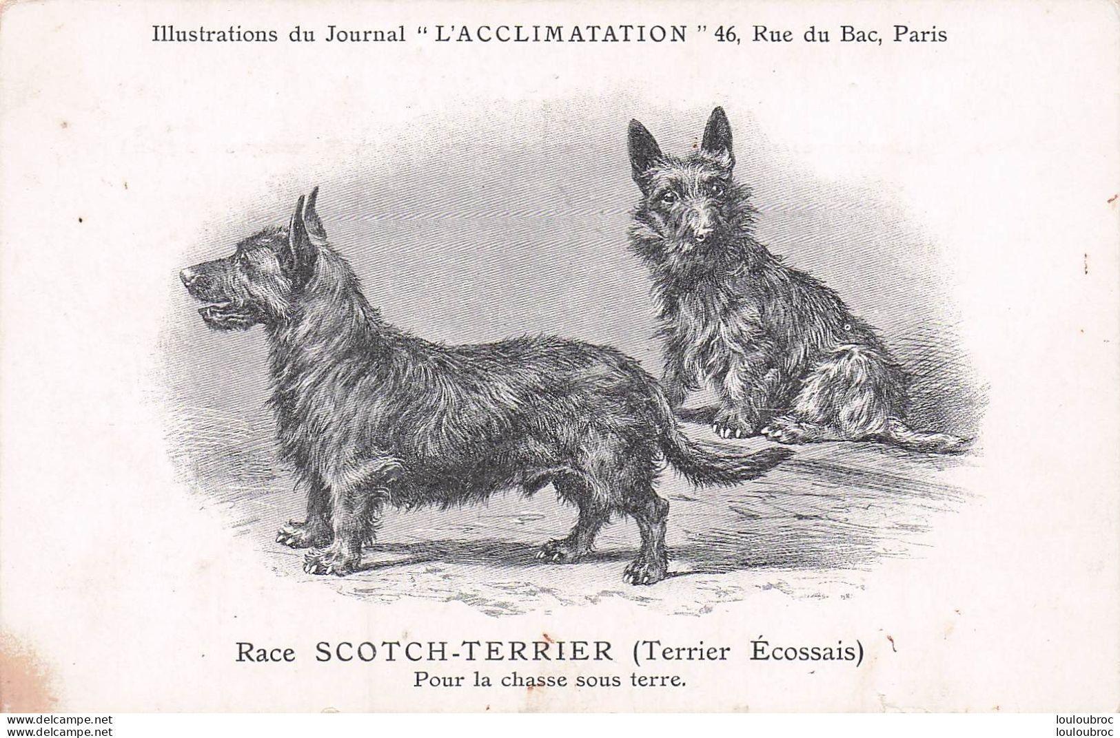 RACE SCOTCH TERRIER  POUR LA CHASSE SOUS TERRE  ILLUSTRATIONS DU JOURNAL L'ACCLIMATATION - Chiens