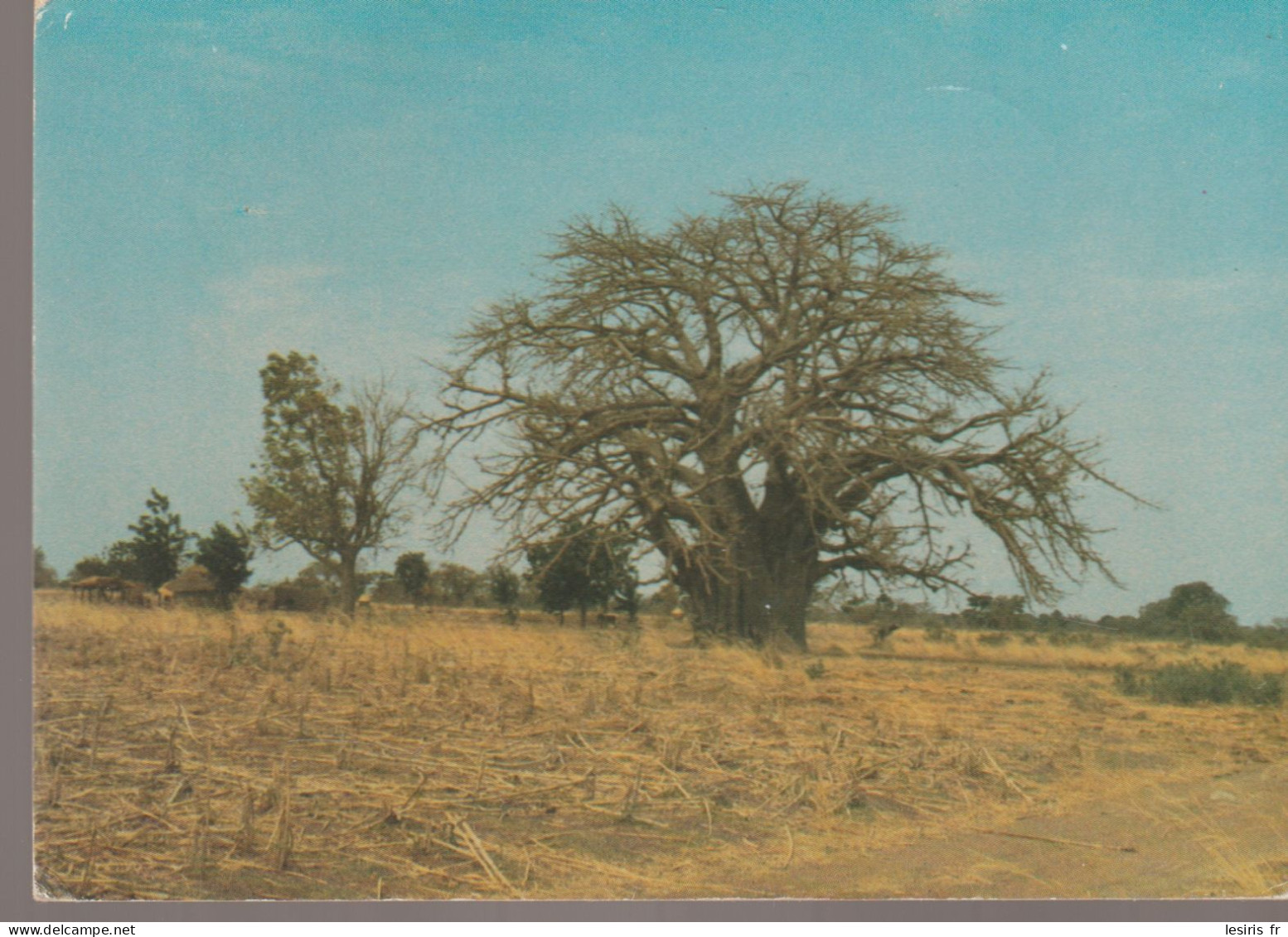 C.P. - PHOTO - SOUVENIR DU BURKINA - LE PLUS GRAND DANS LA SAVANE GEANT MAJESTUEUX - LE BOABAB - PHOTOPLUS - 038 - Burkina Faso