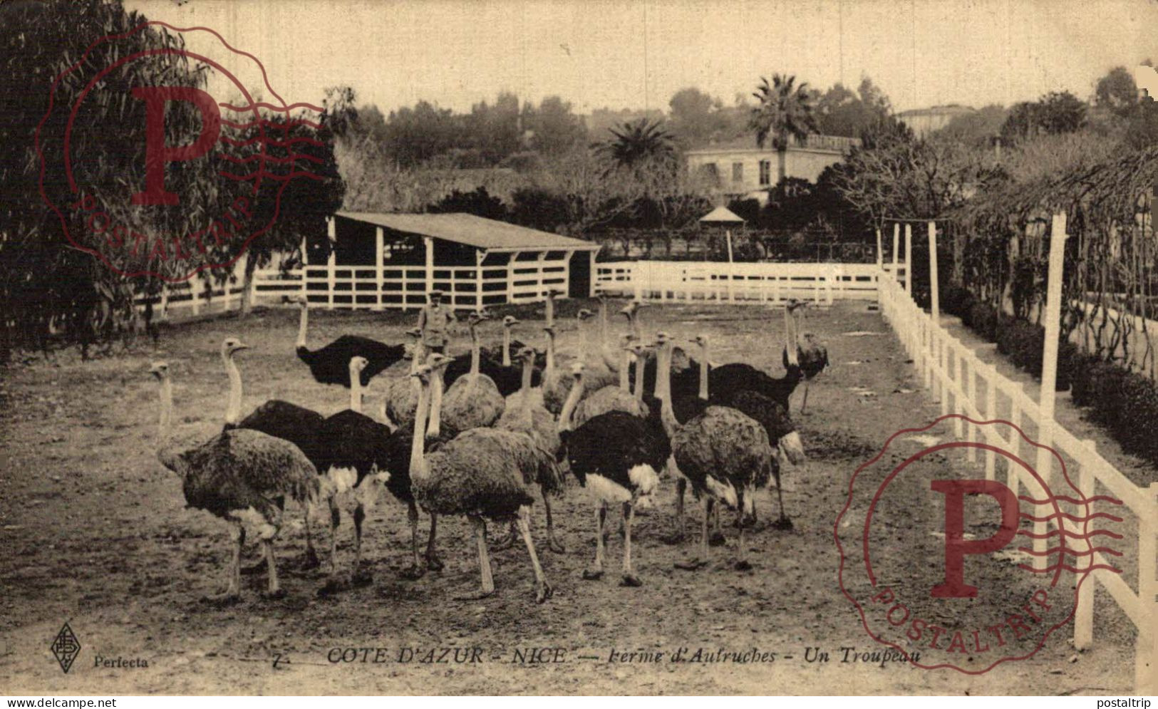 FRANCIA. FRANCE. NICE - Ferme D'Autruches De Nice - Autres & Non Classés