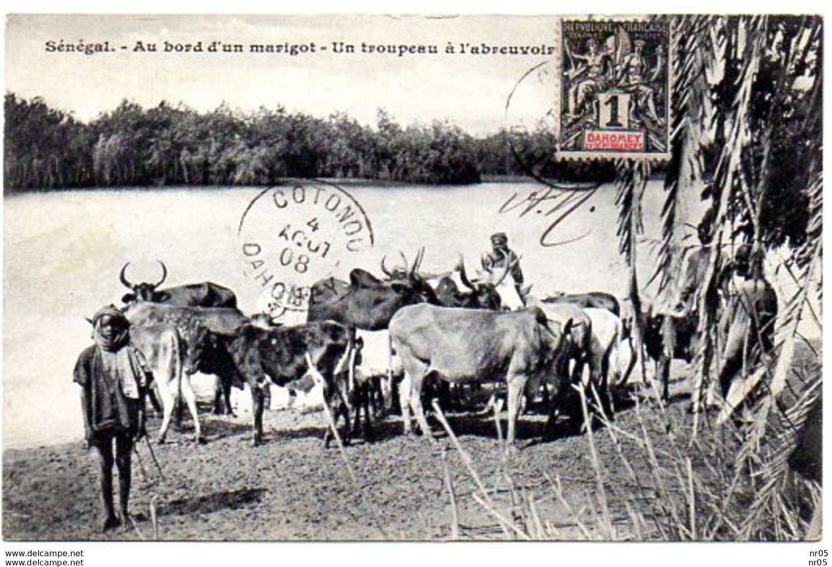 SENEGAL - Au Bord D'un Marigot - Un Troupeau A L'abreuvoir ( Timbre Dahomey YT 6 Oblitere COTONOU - DAHOMEY 1908 ) - Dahome