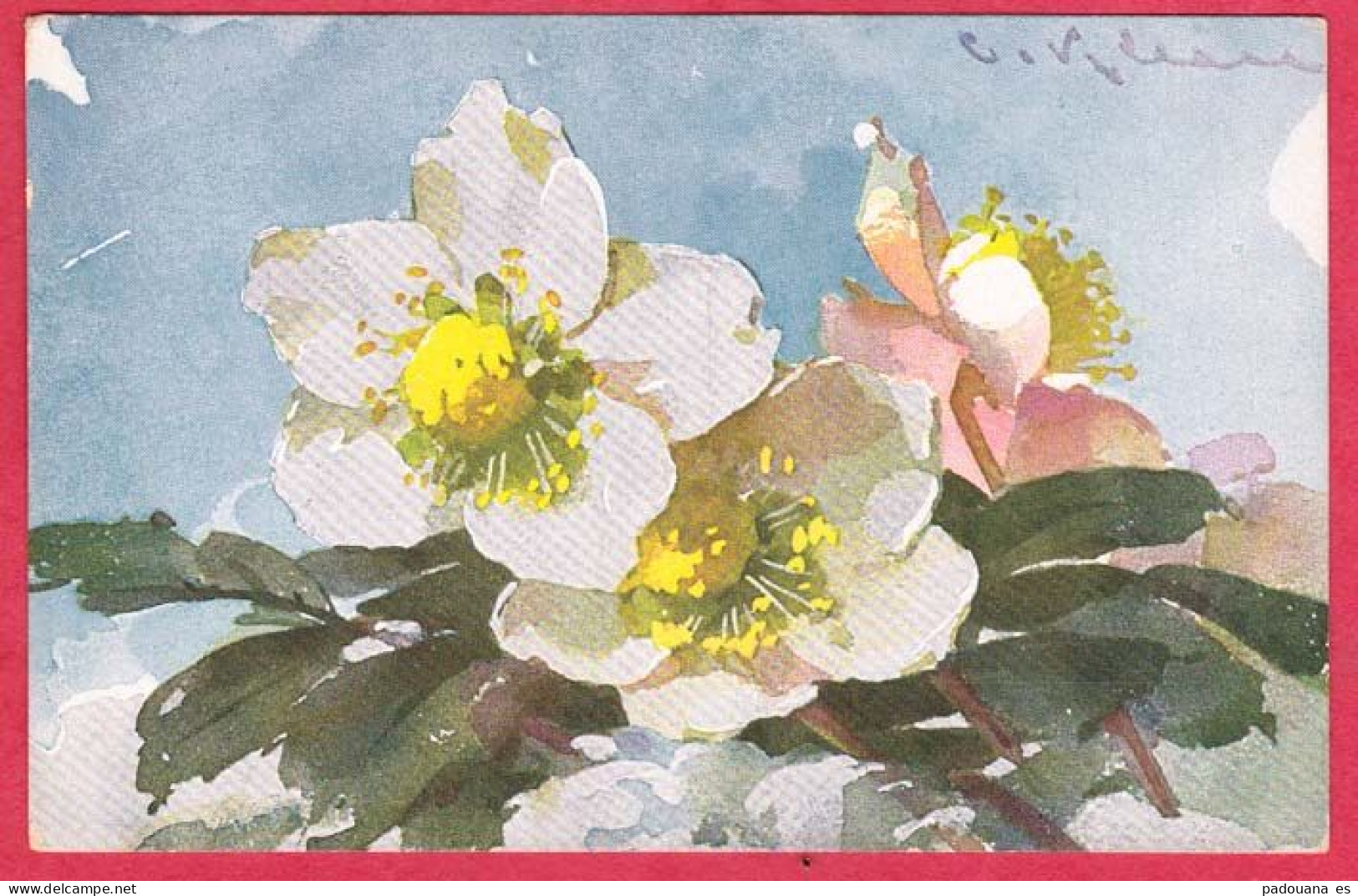 AA758 FANTAISIES FLEURS HELLEBORES ROSES DE NOEL PEU COURANT ILLUSTREE PAR CATHARINA KLEIN UVACHROM 3958AA758 - Klein, Catharina