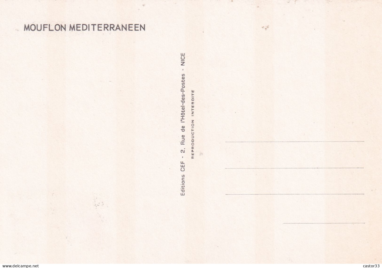 1er Jour, Mouflon Méditerranéen, Fonds Mondial Pour La Nature - 1960-1969