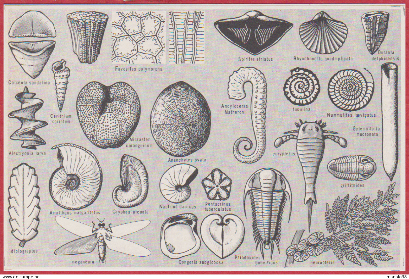 Paléontologie. Fossiles. Plantes Et Animaux. Larousse 1960. - Historical Documents