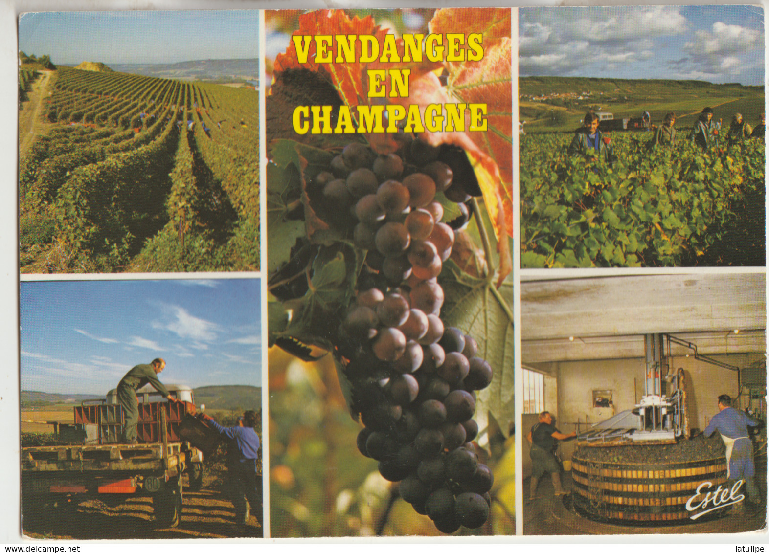 Vendanges En Champagne 51 Carte Circulée Timbrée  Multivues ( 5 )  Souvenirs - Sonstige & Ohne Zuordnung