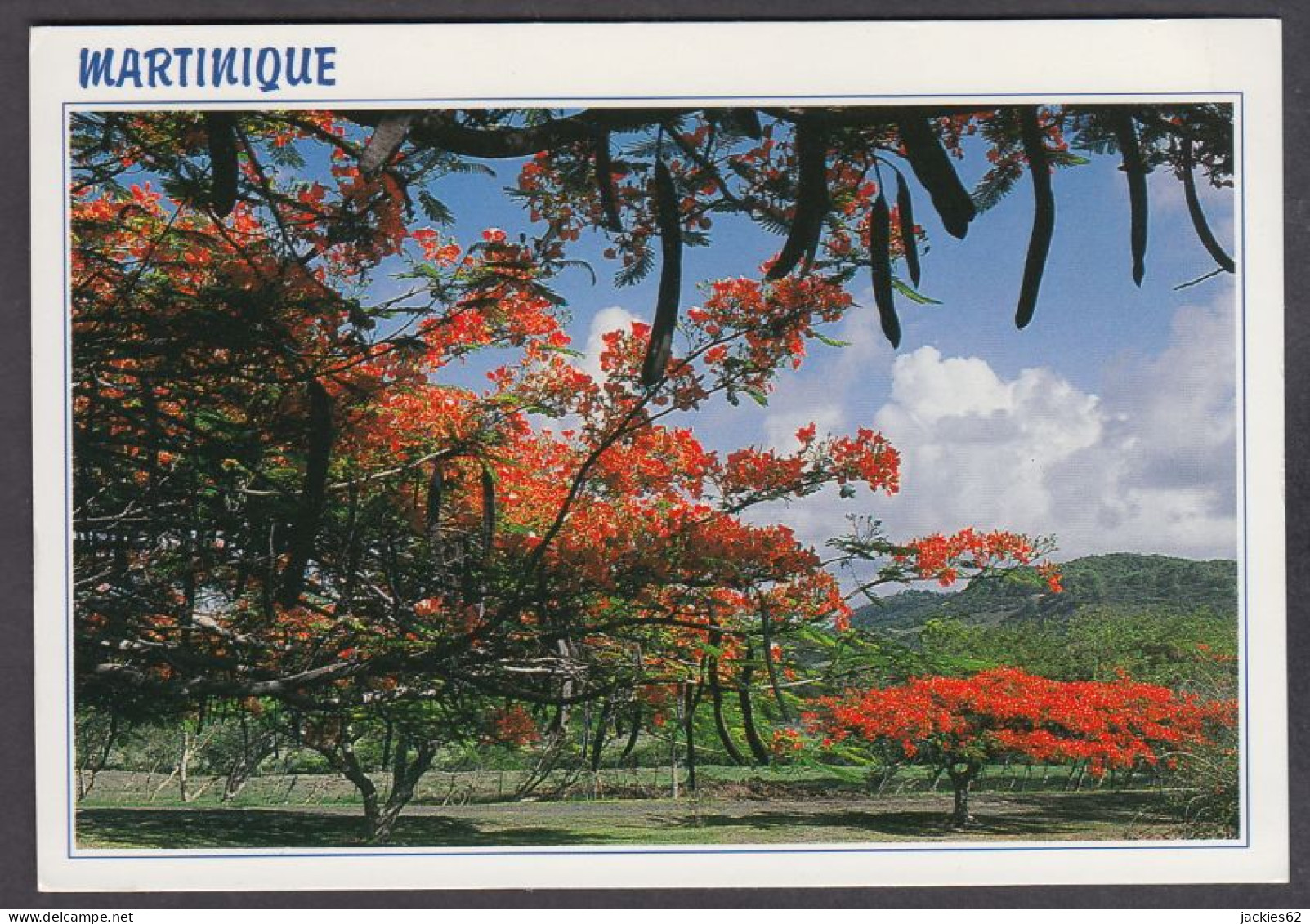 123784/ Martinique, Flamboyants Sur La Route Du Vauclin - Autres & Non Classés